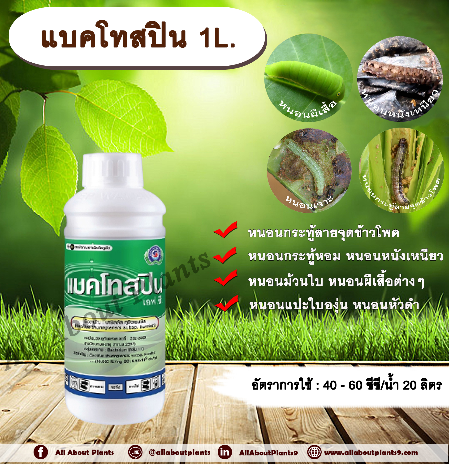 แบคโทสปิน 1L. BT เชื้อแบคทีเรีย บาซิลลัส ทูริงเยนซิส สารกำจัดแมลง สารชีวภัณฑ์ กำจัดหนอน กำจัดหนอนกระทู้ลายจุดข้าวโพด allaboutplants ขวด