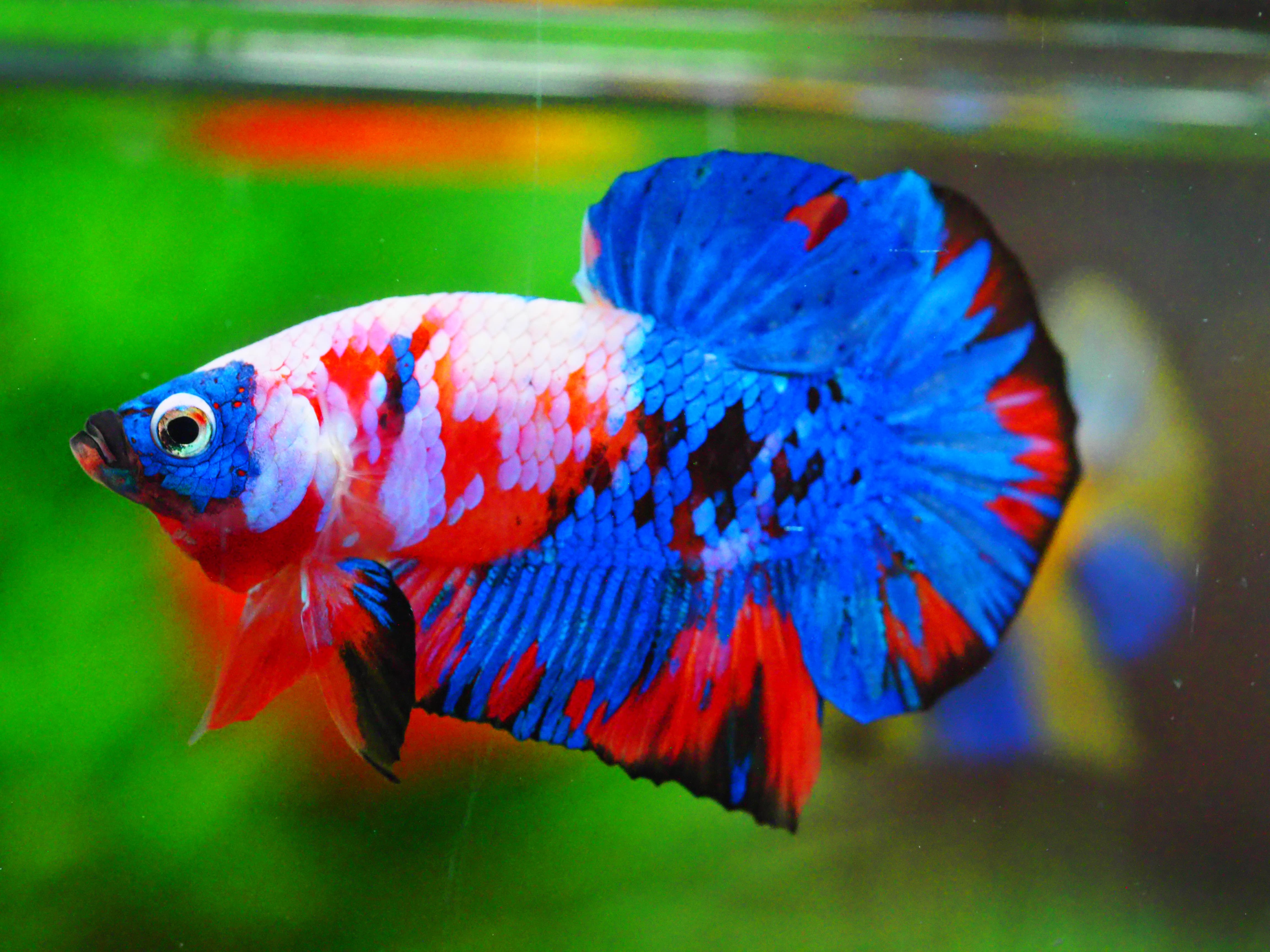 HMPK NEMO GALAXY MALE GRADE A +++