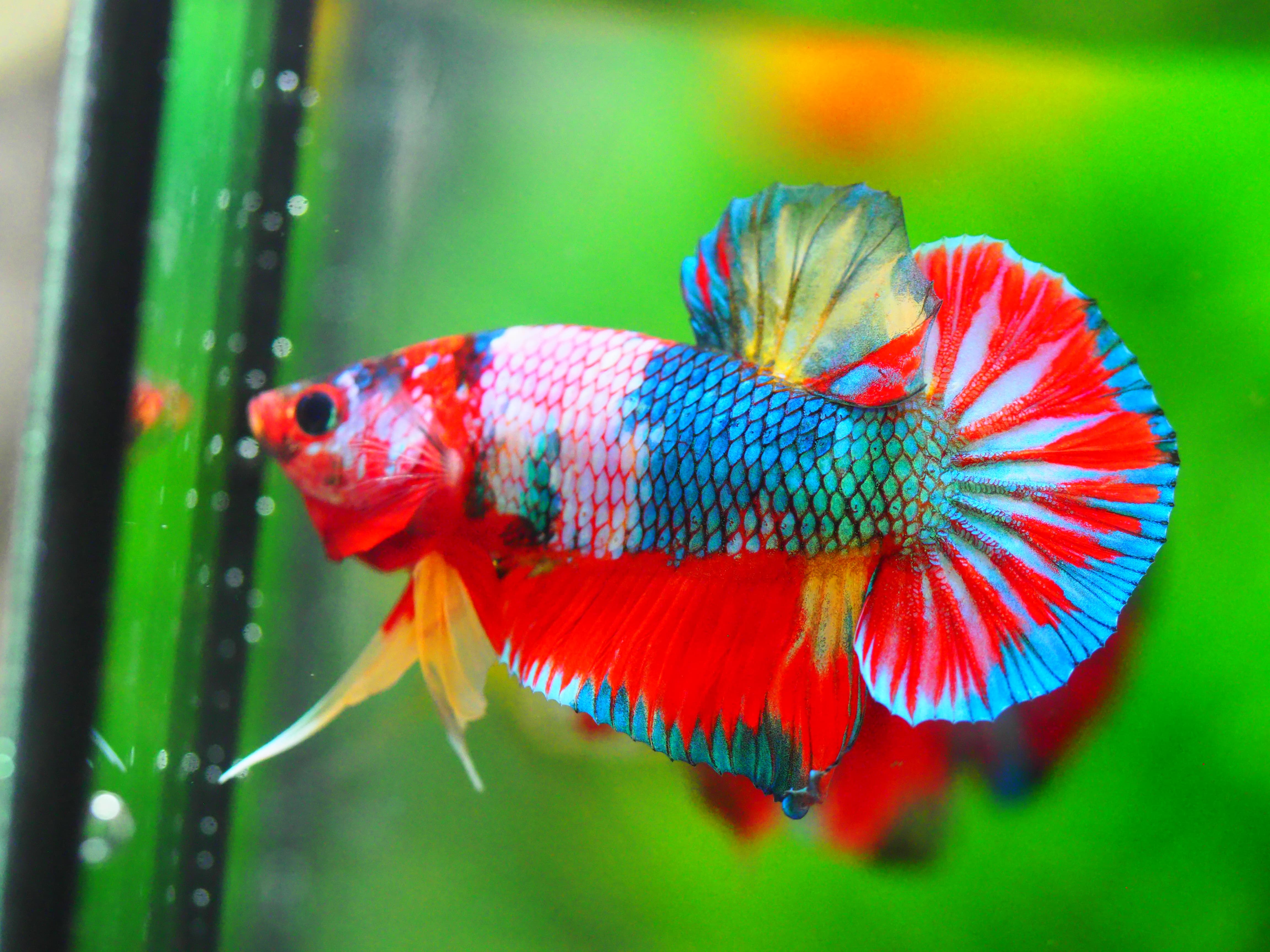 HMPK KOI GALAXY MALE GRADE A +++