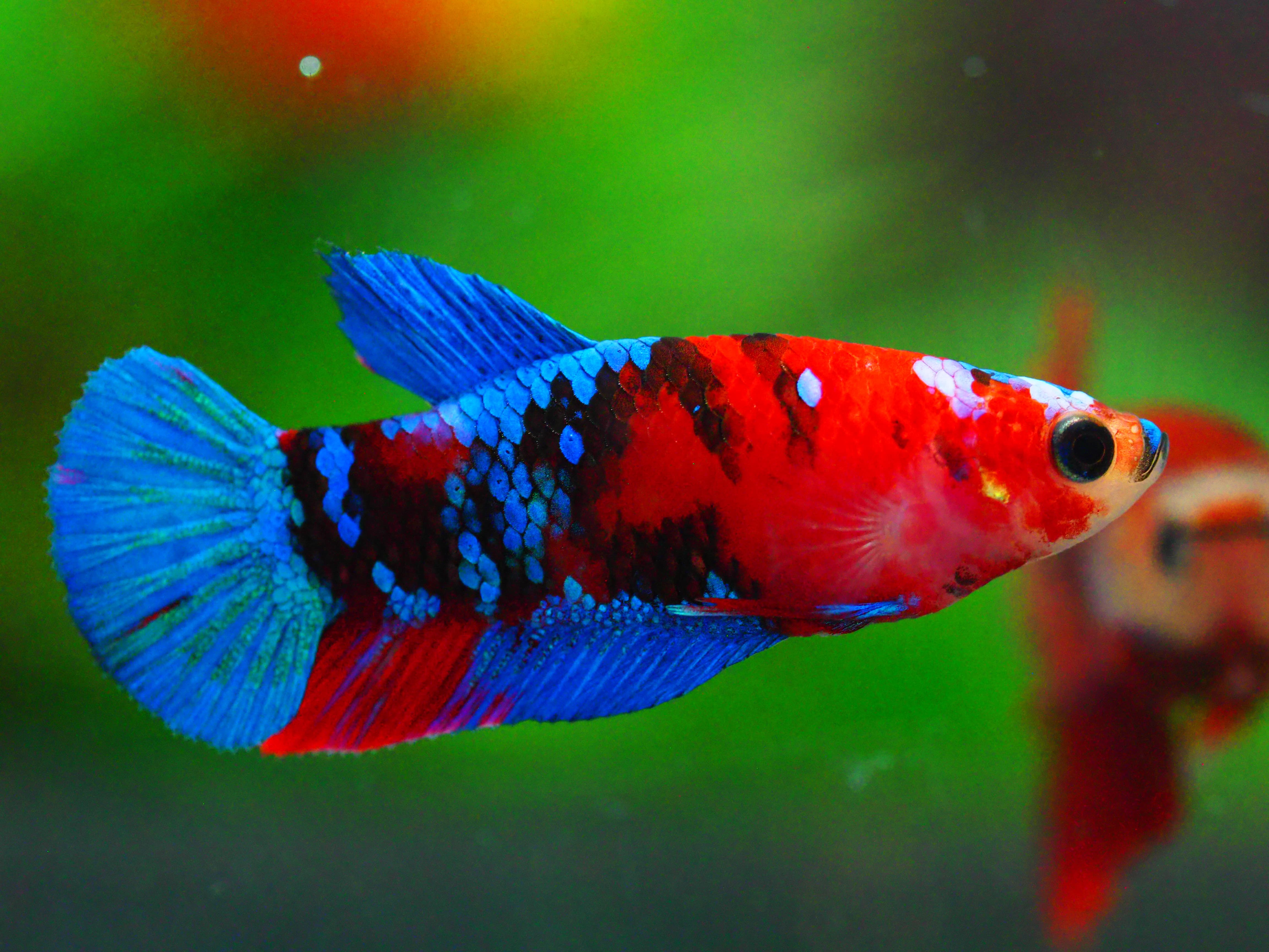 HMPK KOI GALAXY FNMALE GRADE A +++