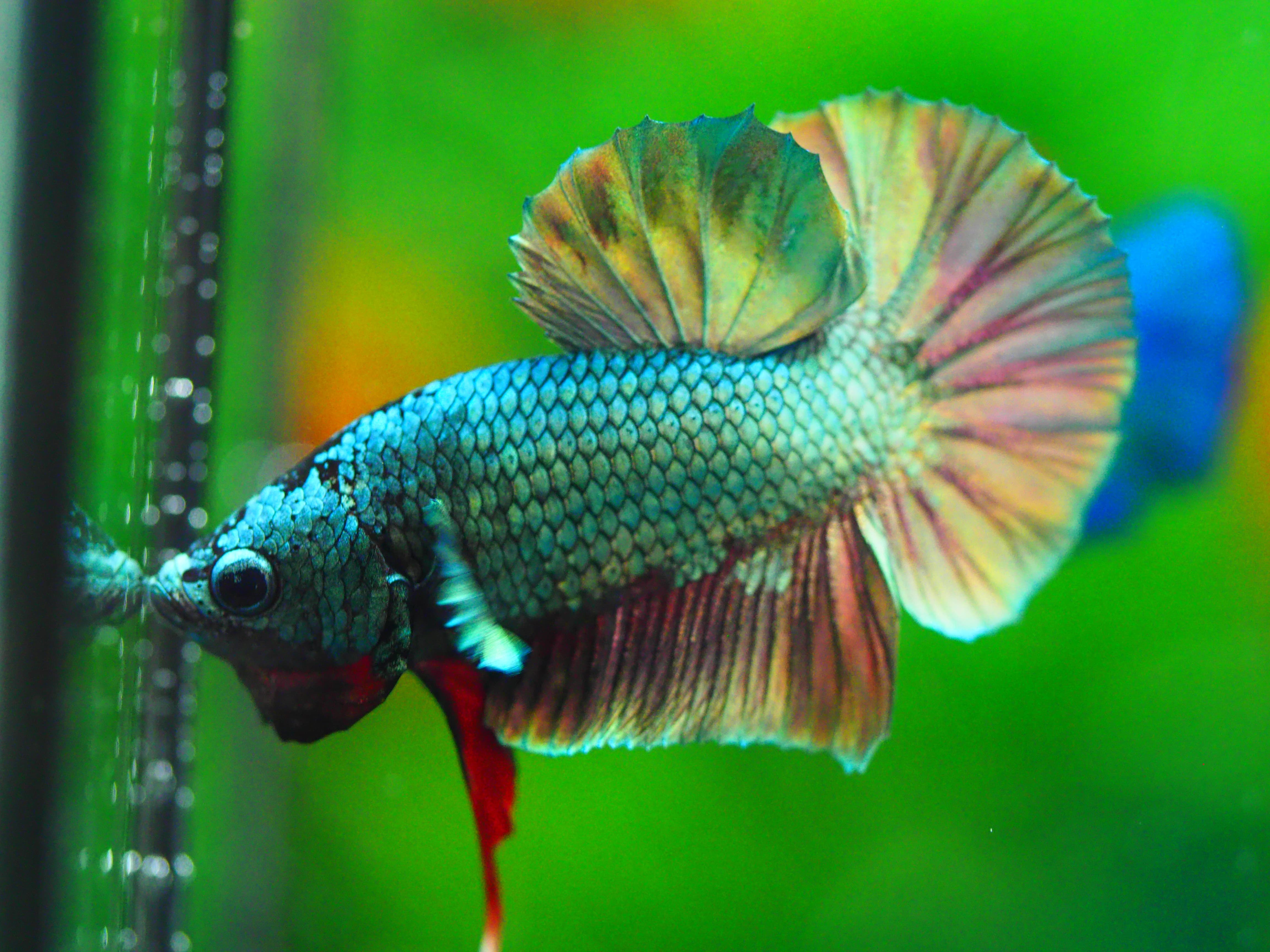 HMPK COPPER MALE GRADE A +++