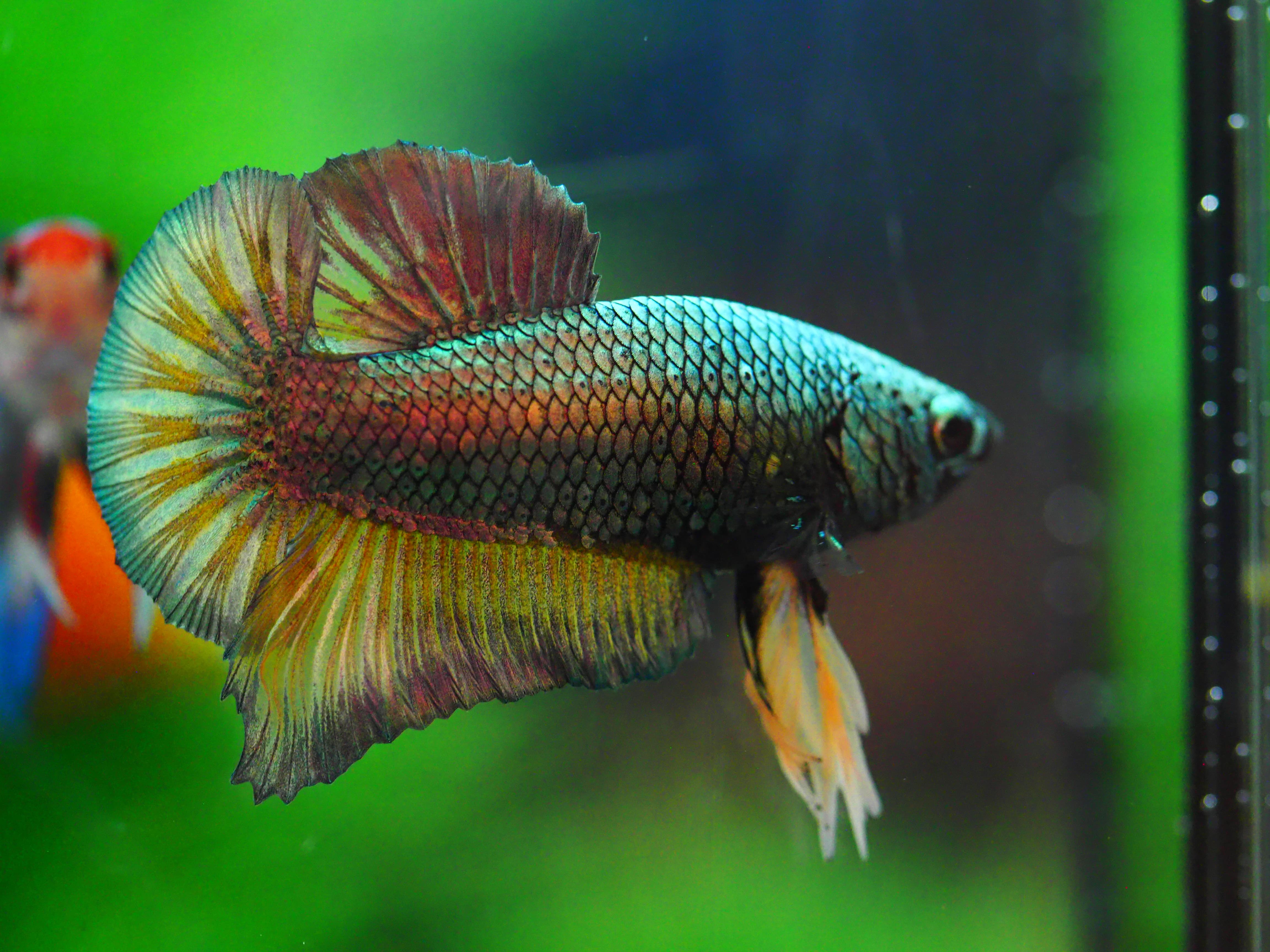 HMPK COPPER MALE GRADE A +++