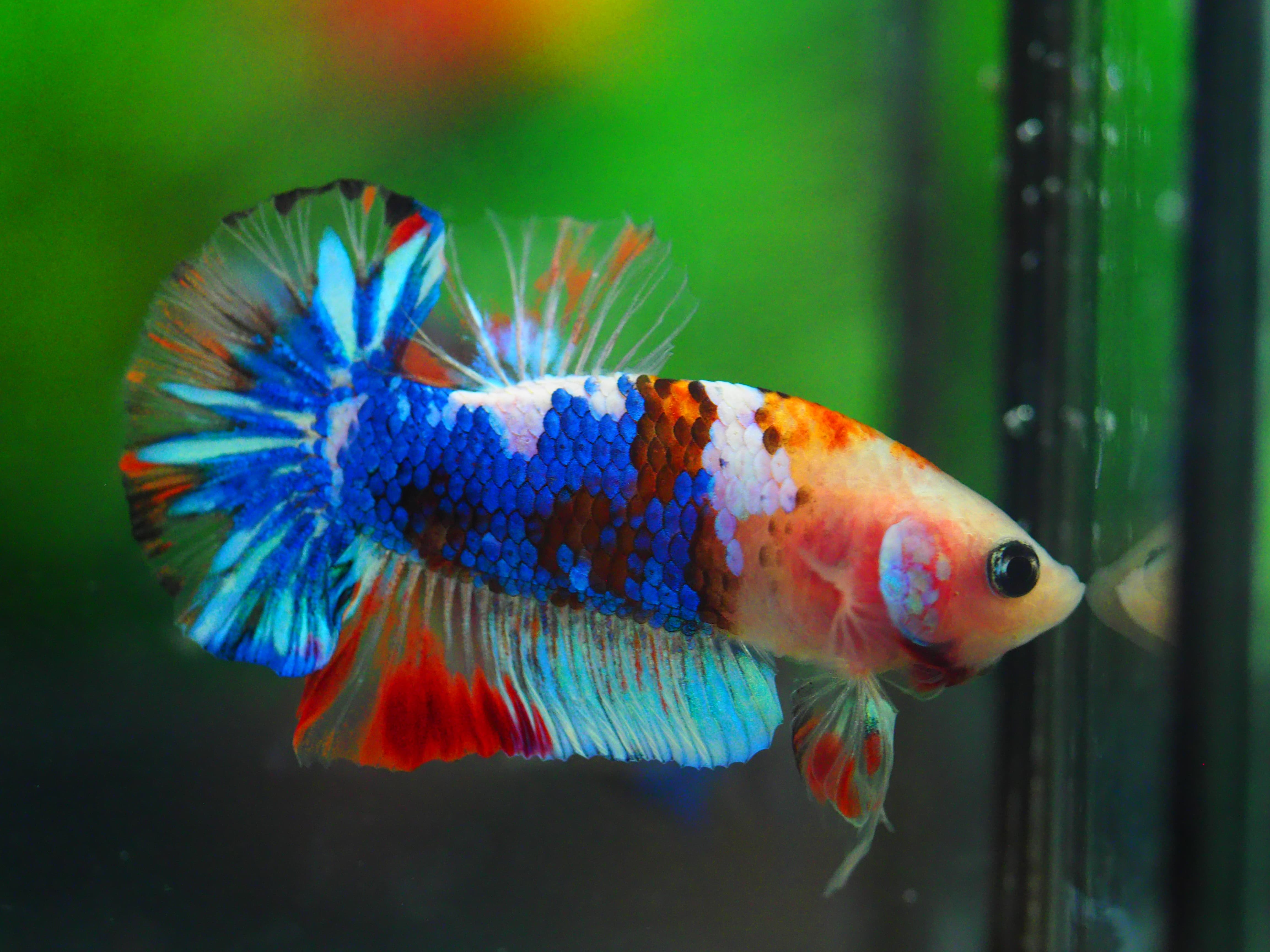 HMPK KOI GALAXY MALE GRADE A++