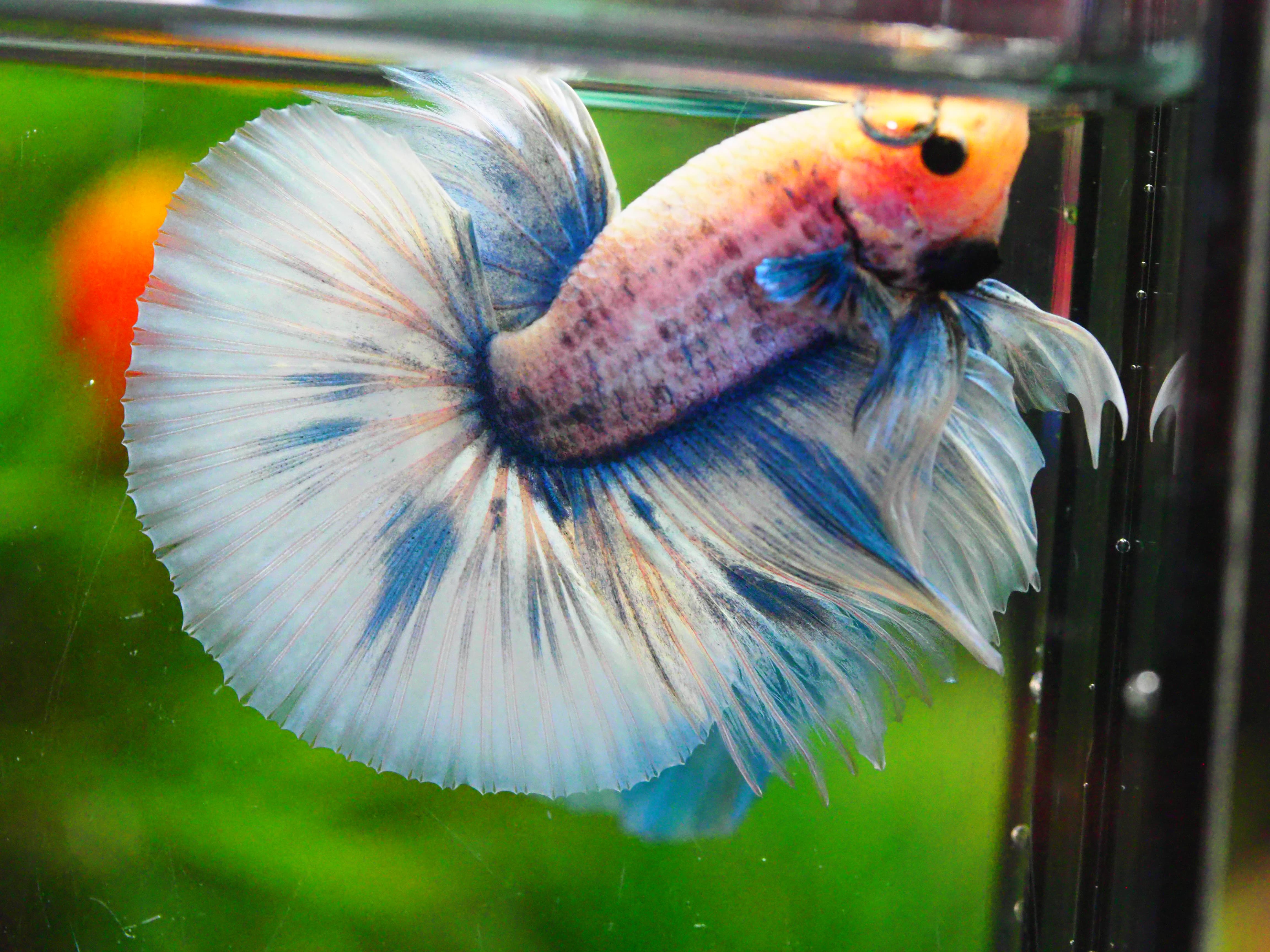 HM FANCY MALE GRADE A +++