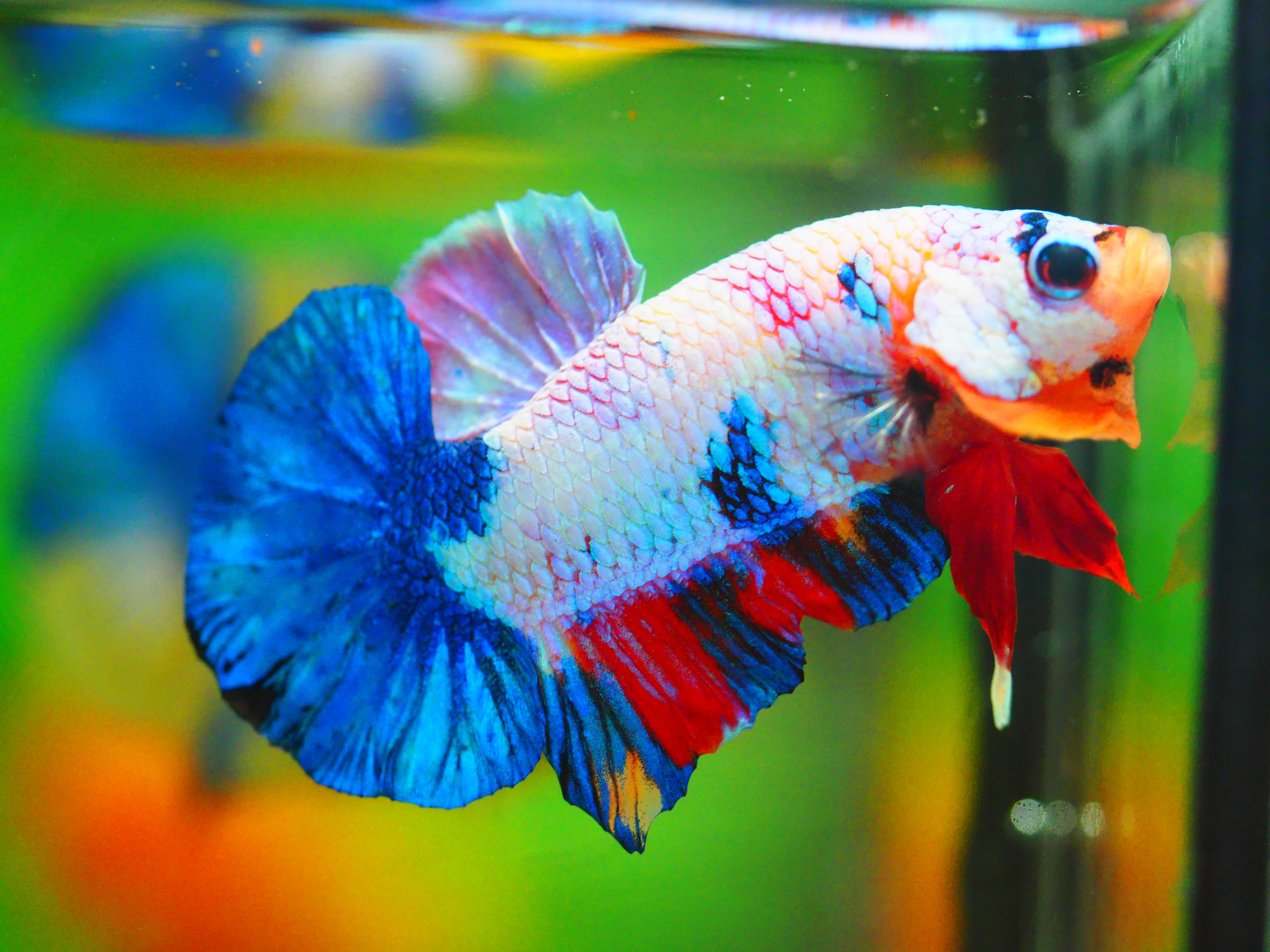 HMPK KOI FANCY MALE GRADE A +++