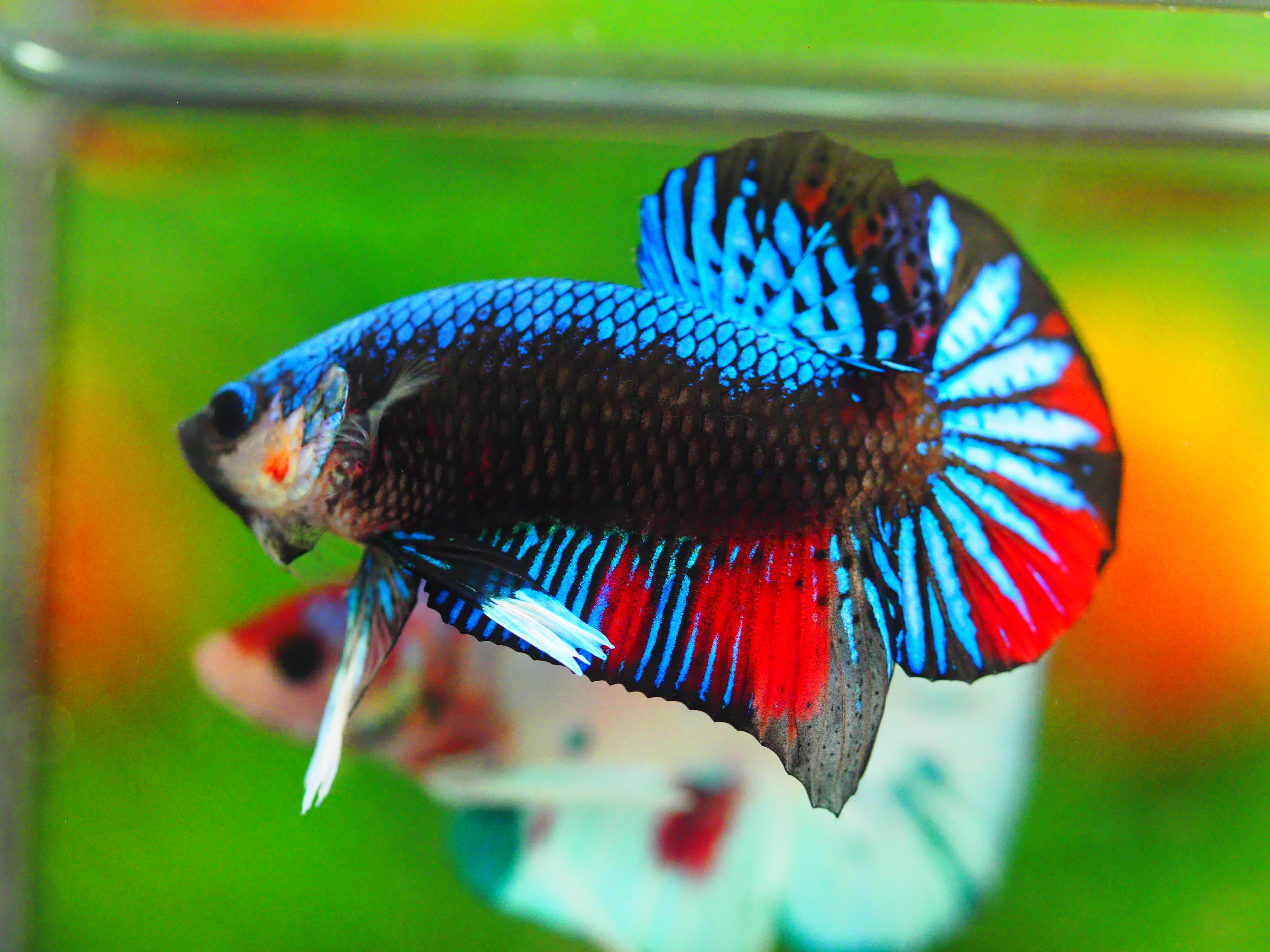 HMPK KOI GALAXY MALE GRADE A +++