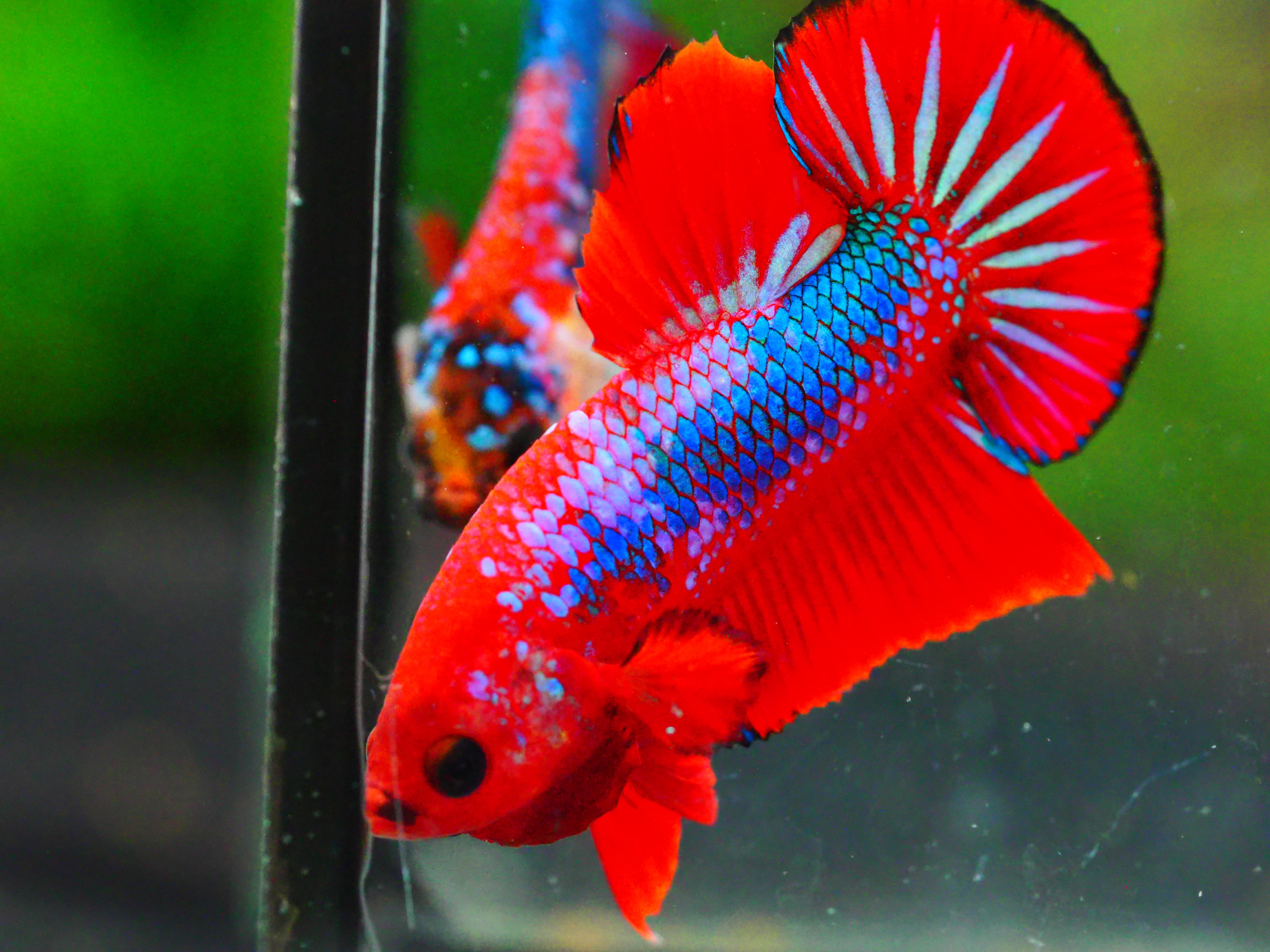 HMPK FANCY MALE GRADE A +++