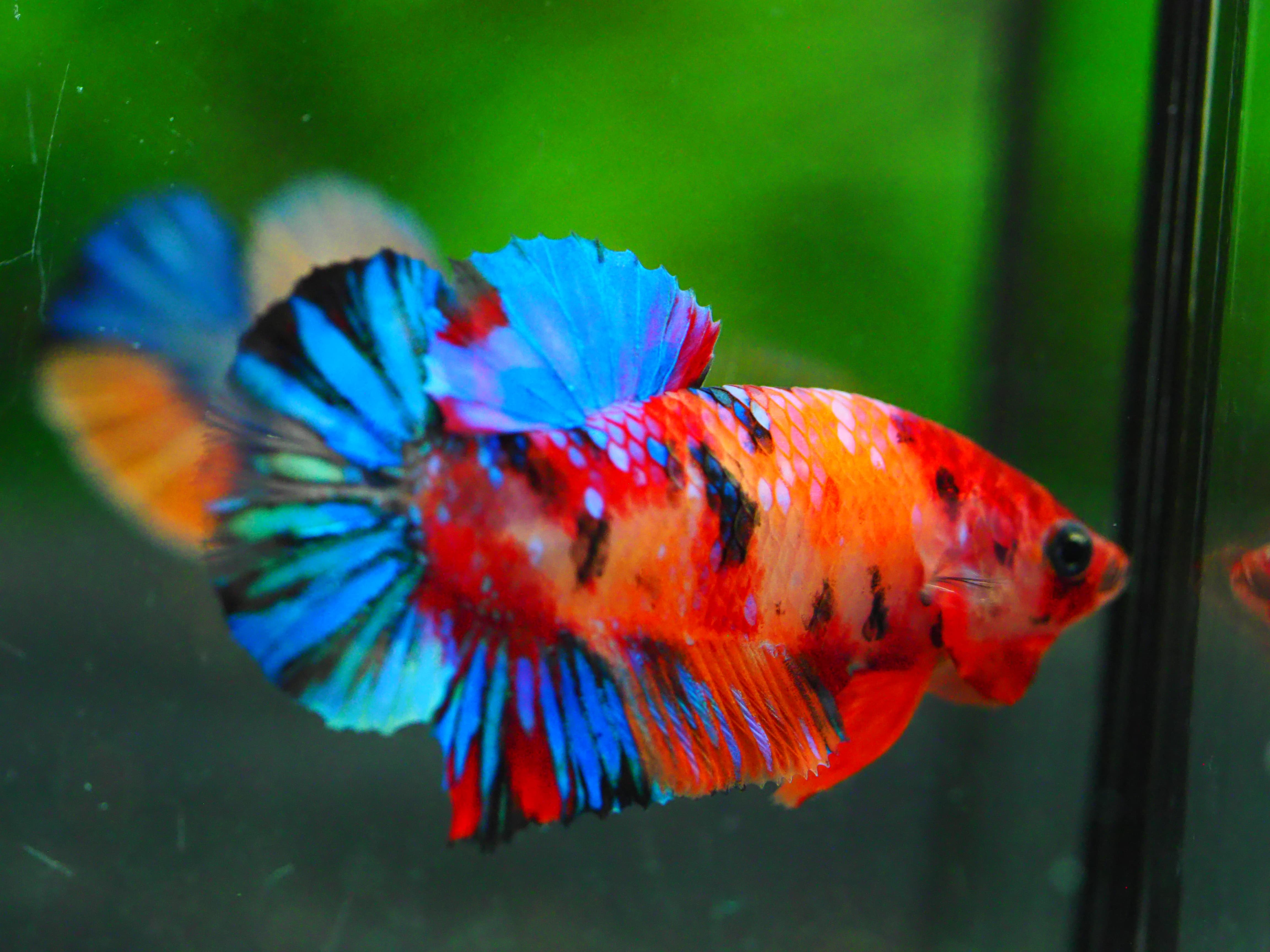 HMPK NEMO GALAXY MALE GRADE A +++