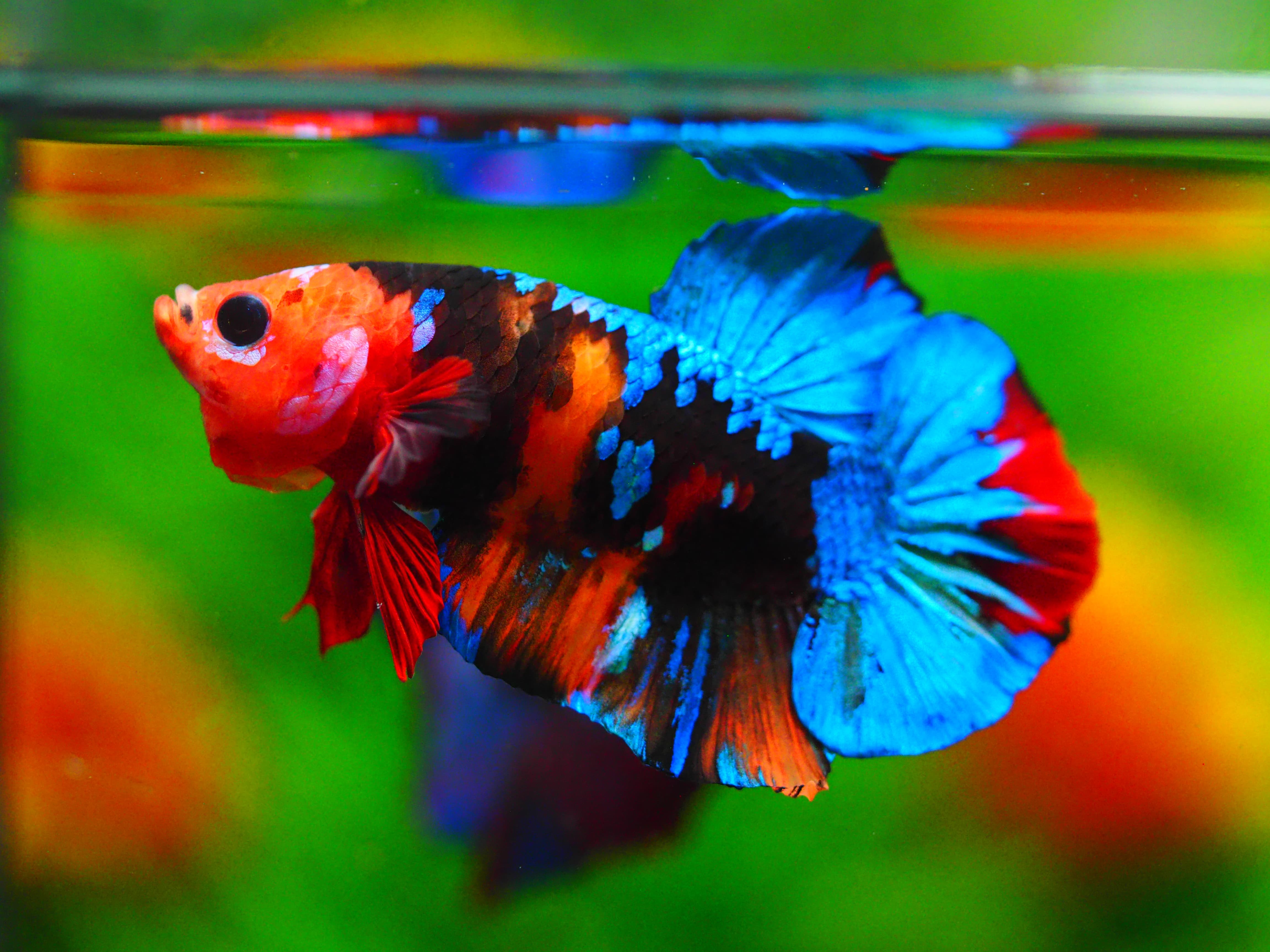 HMPK KOI GALAXY MALE GRADE A+