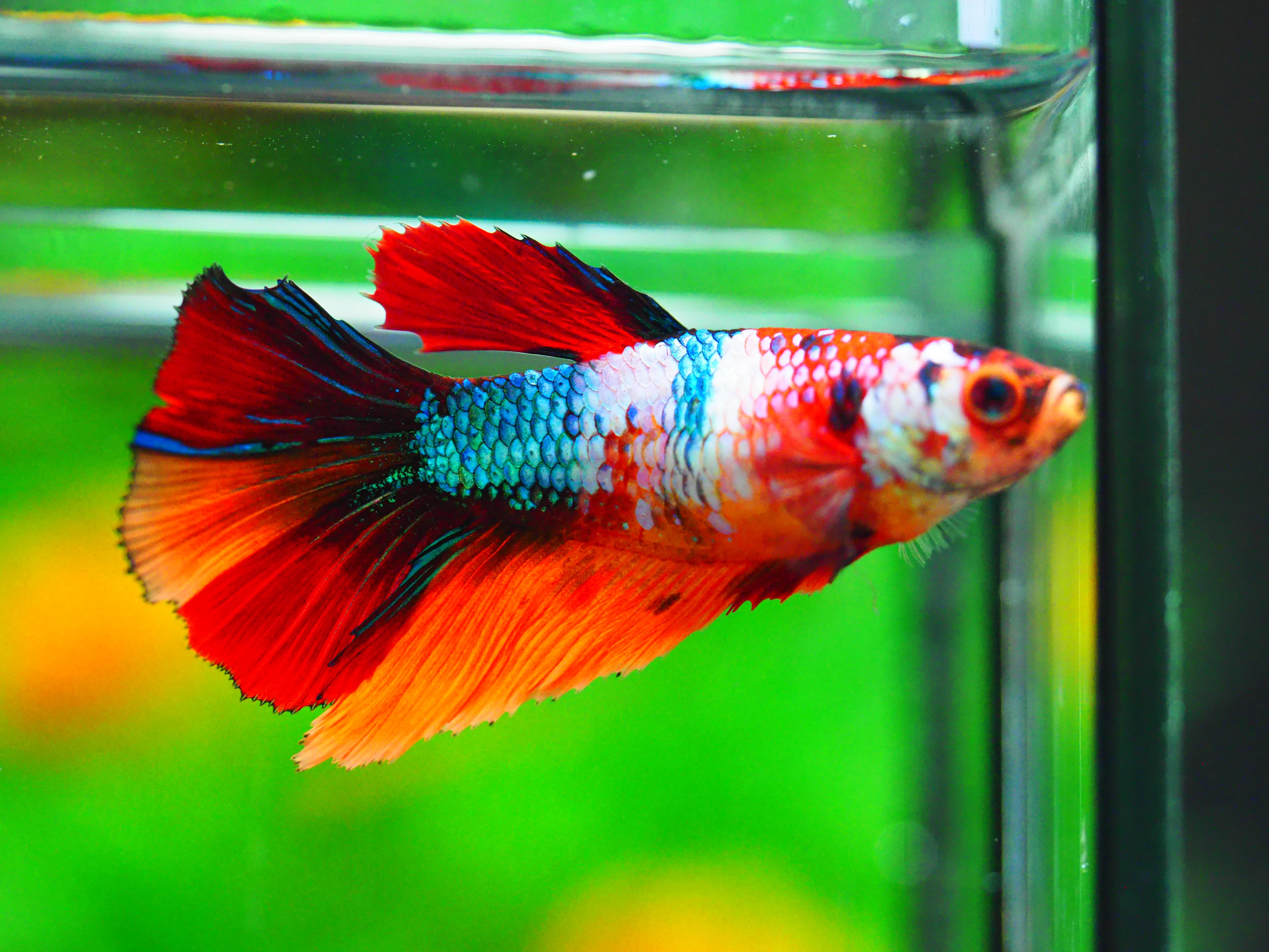 HM NEMO GALAXY FNMALE GRADE A +++