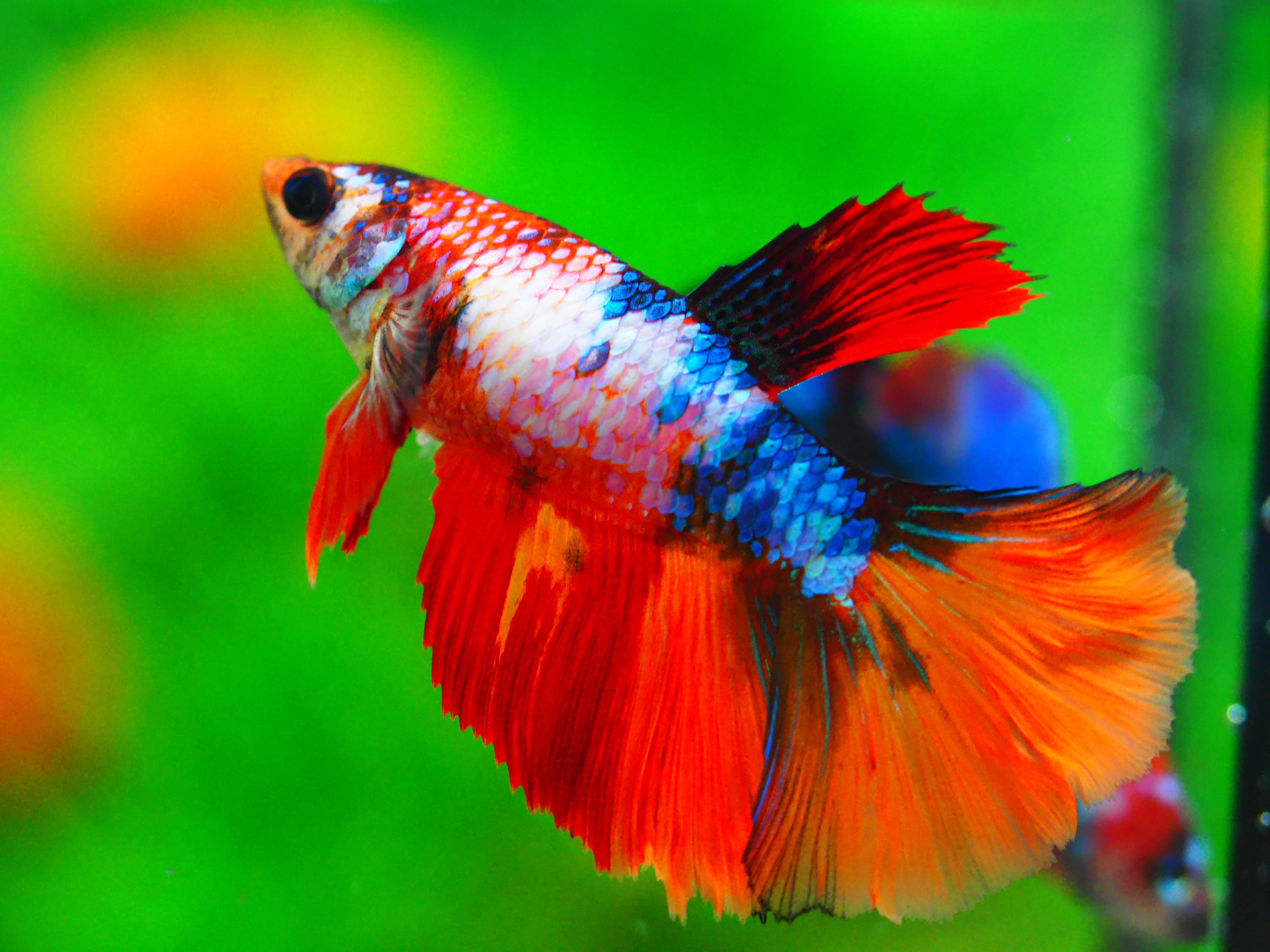 HM NEMO GALAXY FNMALE GRADE A +++