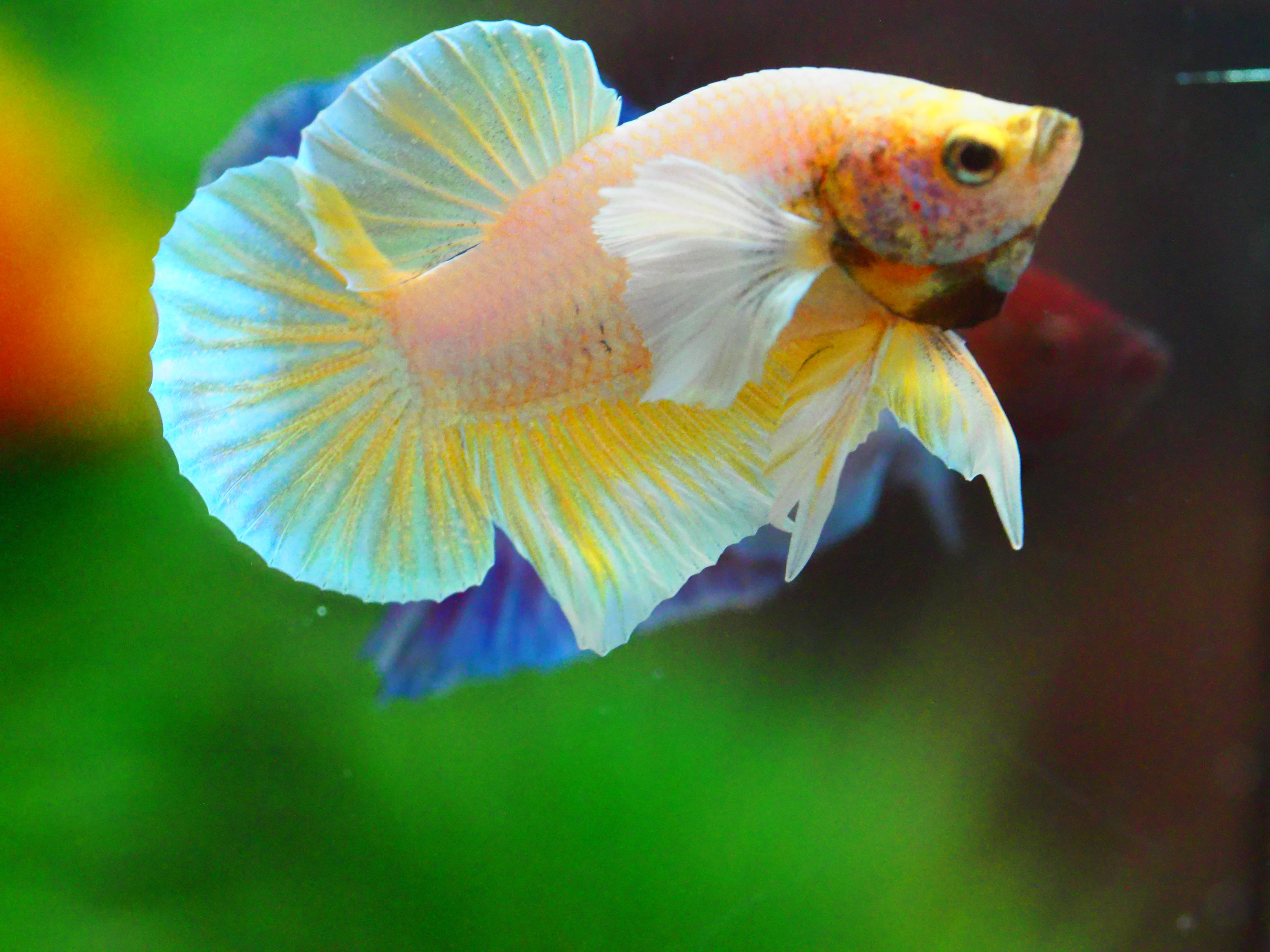 HMPK DUMBO MALE GRADE A +++