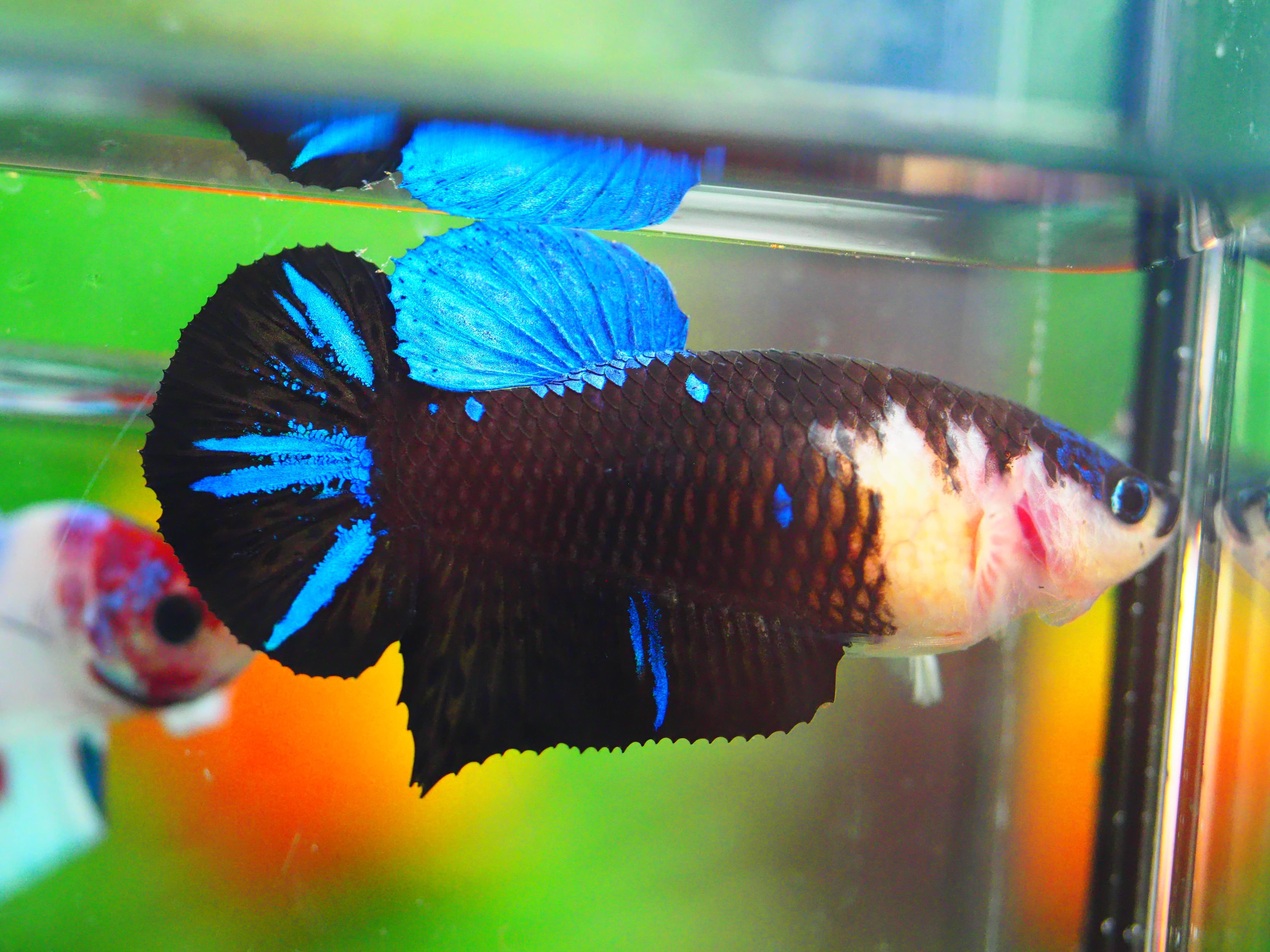 HMPK KOI GALAXY FNMALE GRADE A +++