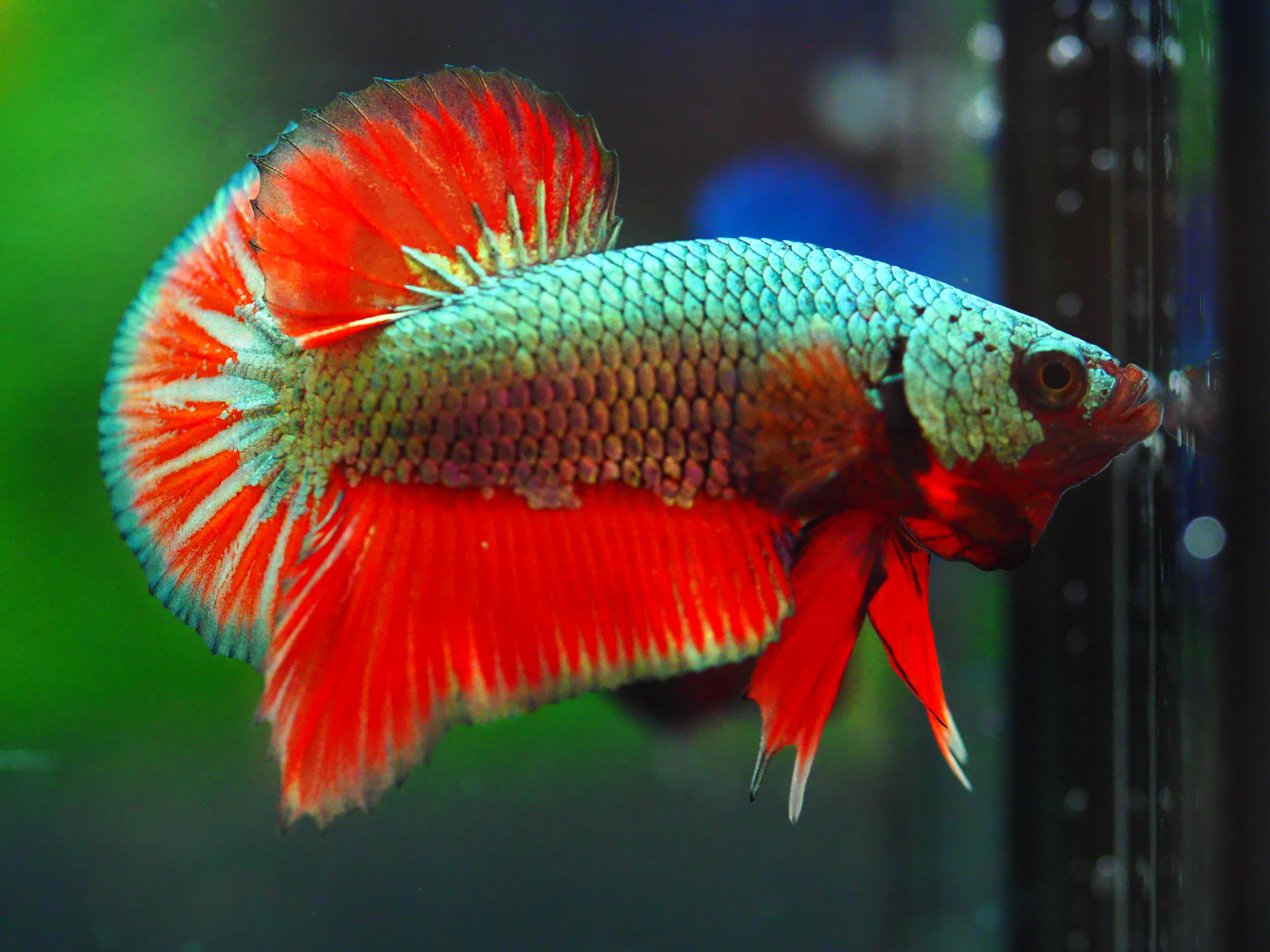 HMPK COPPER REDMALE GRADE A +++