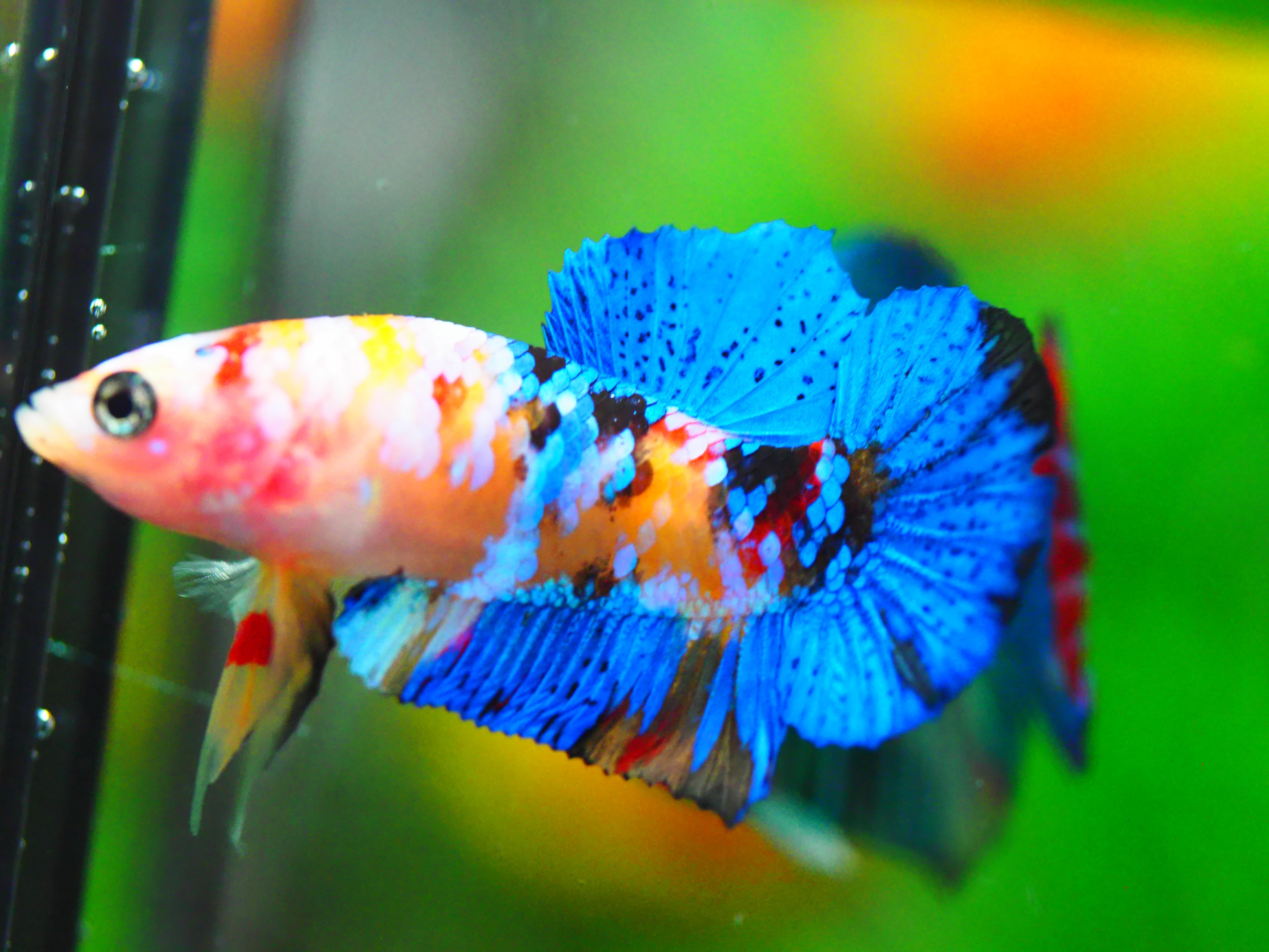 HMPK KOI GALAXY MALE GRADE A +++