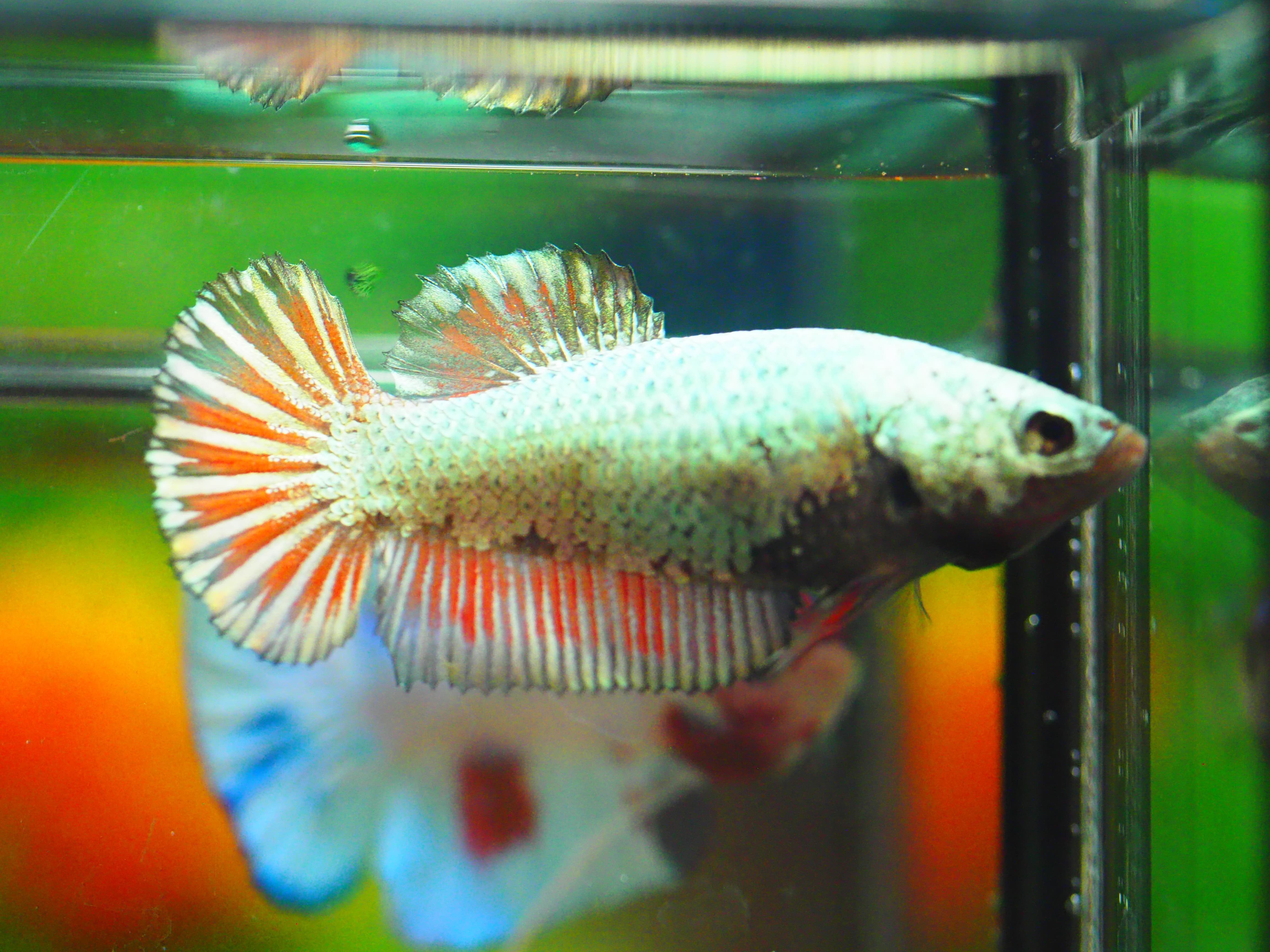 HMPK COPPER FNMALE GRADE A +++