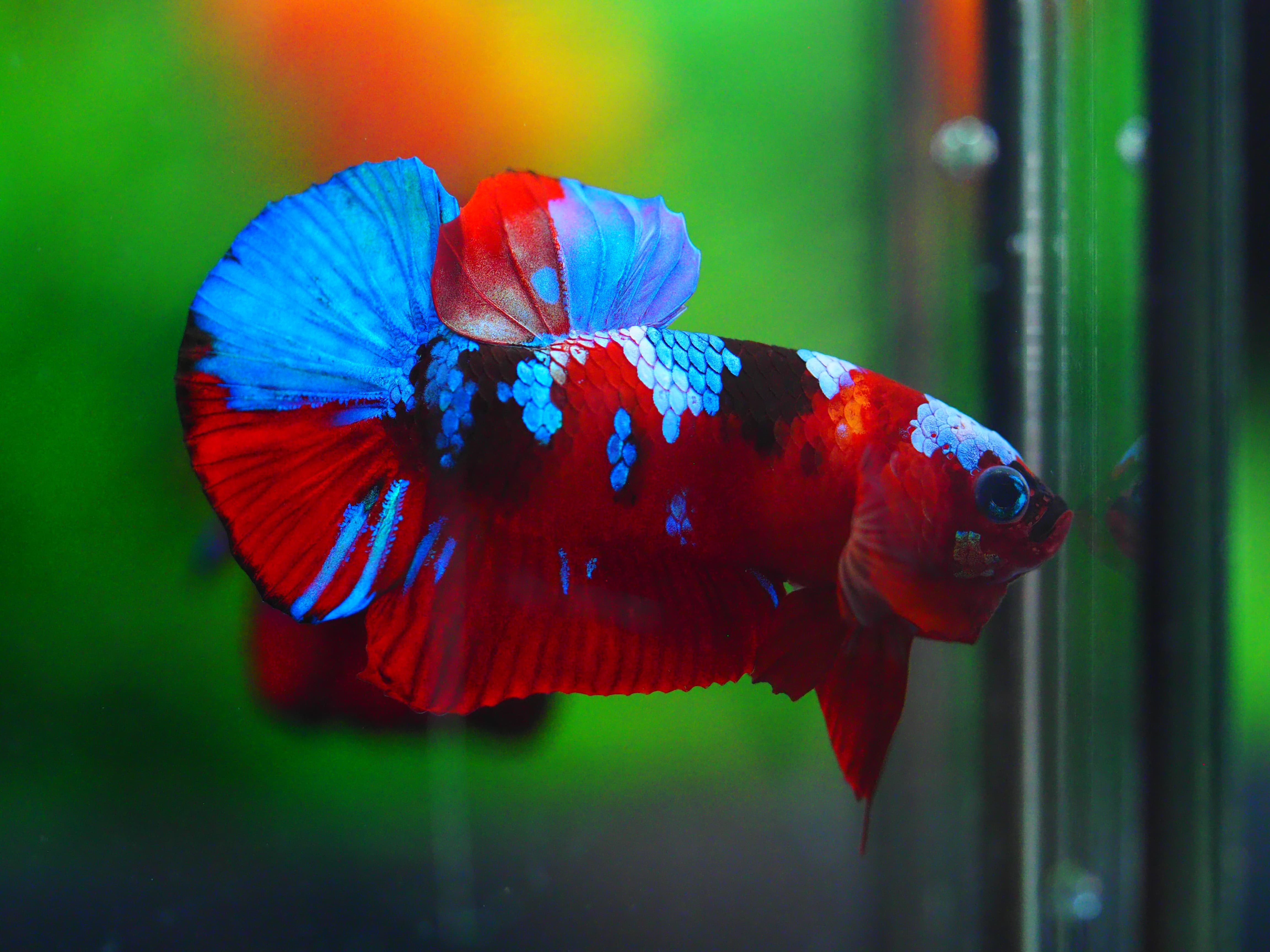 HMPK KOI GALAXY MALE GRADE A++