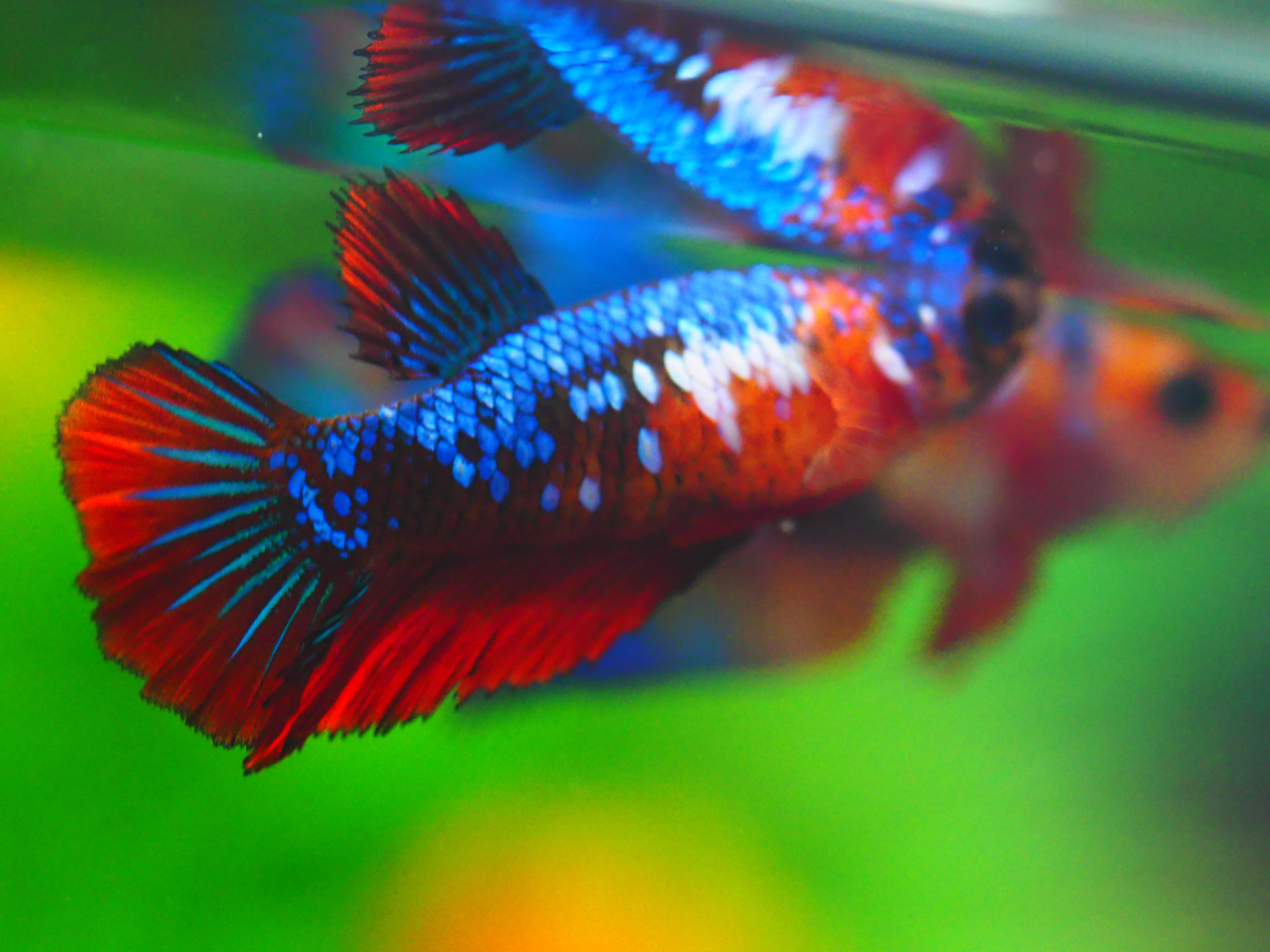 HM KOI GALAXY FN MALE GRADE A +++