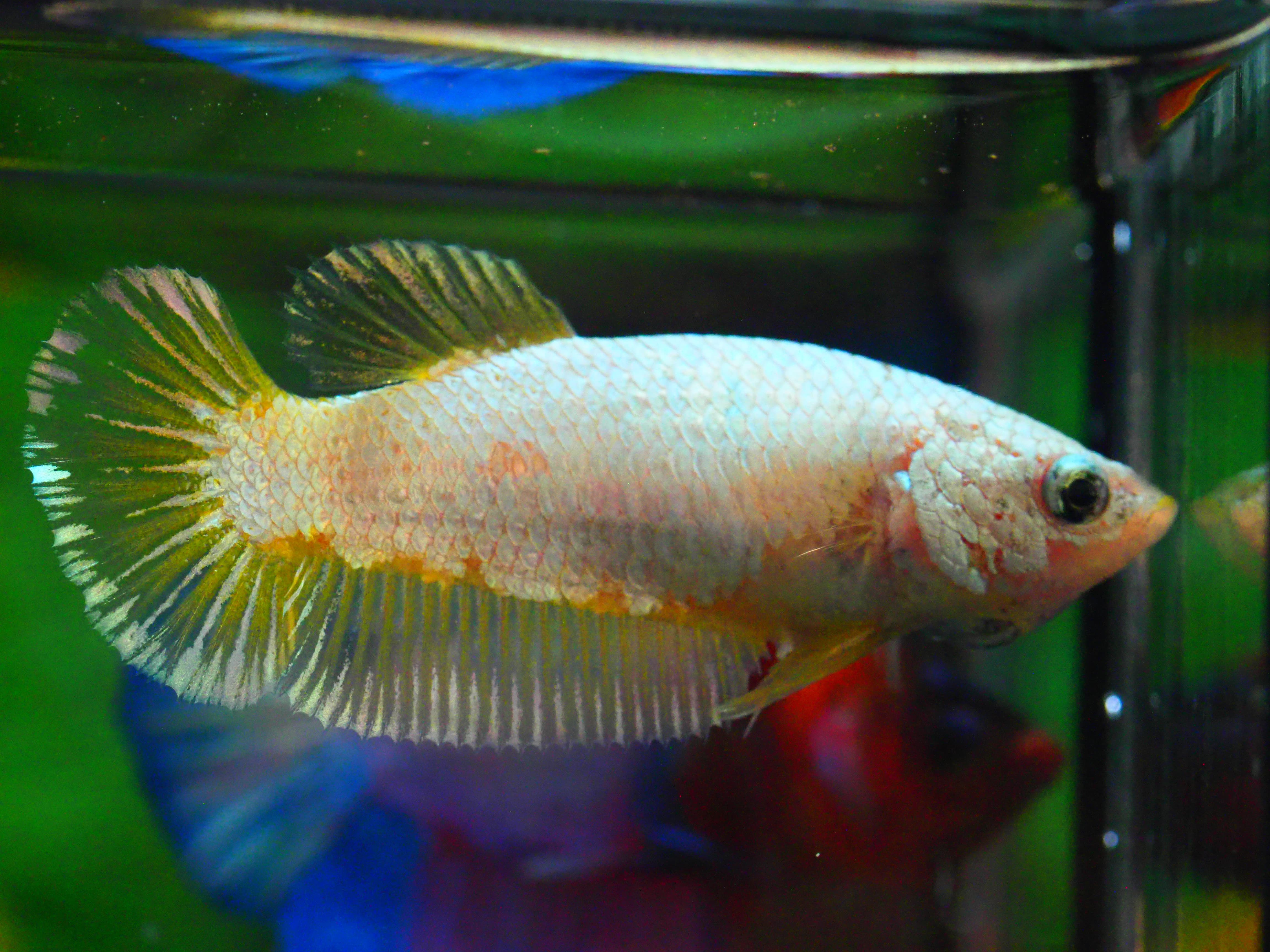 HMPK FANCY FNMALE GRADE A +++