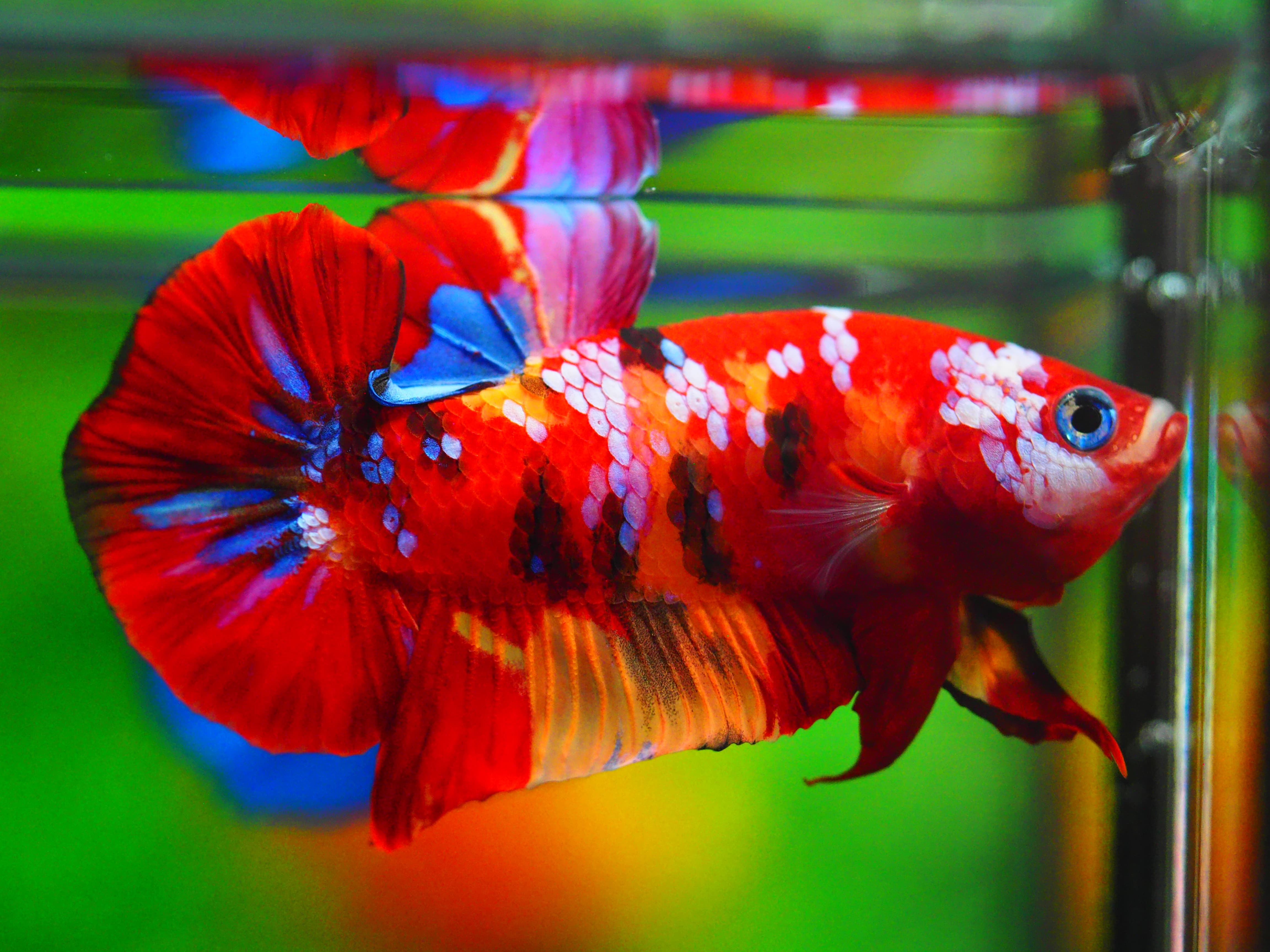 HMPK NEMO GALAXY MALE GRADE A++