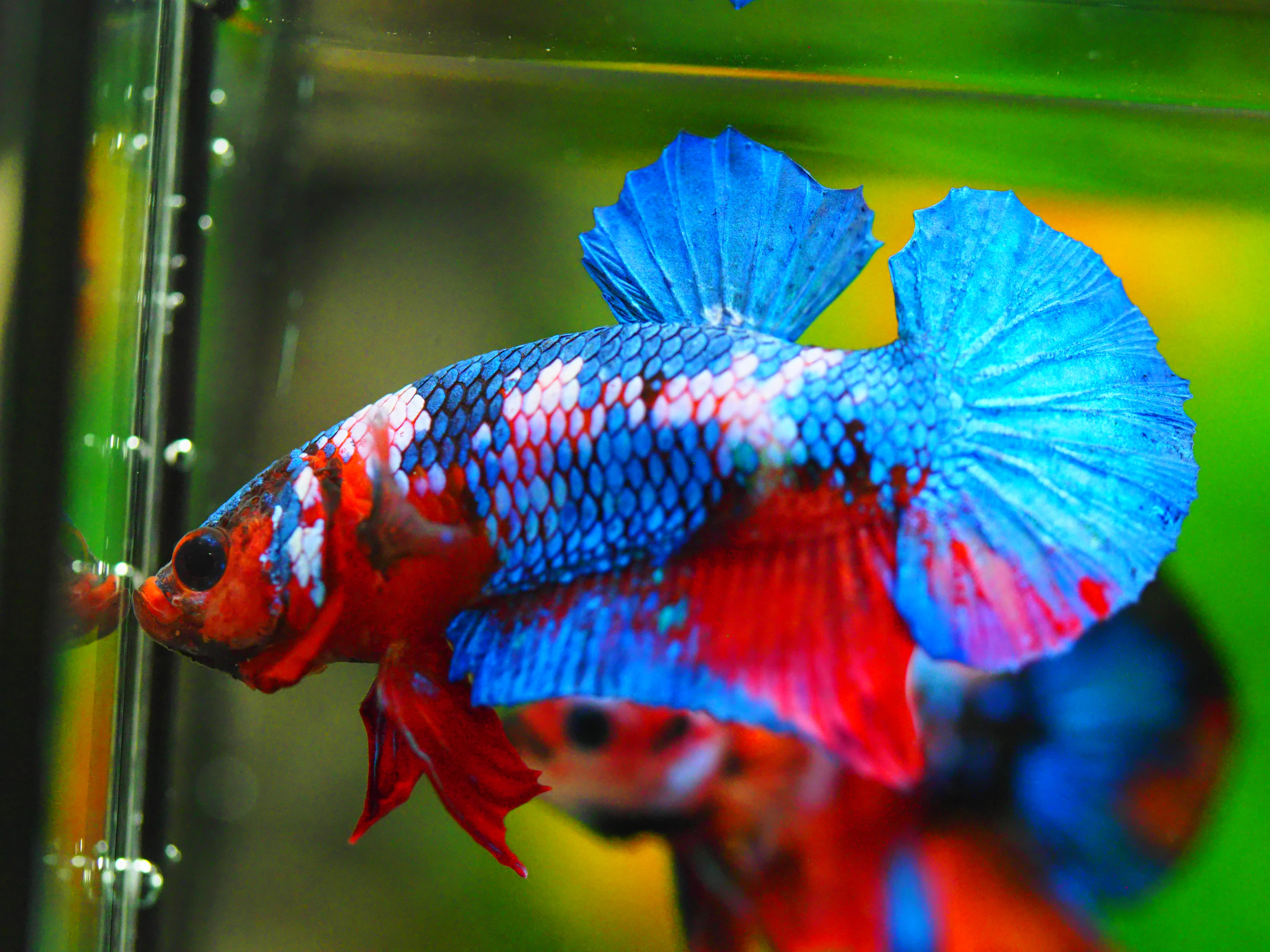 HMPK KOI GALAXY MALE GRADE A +++