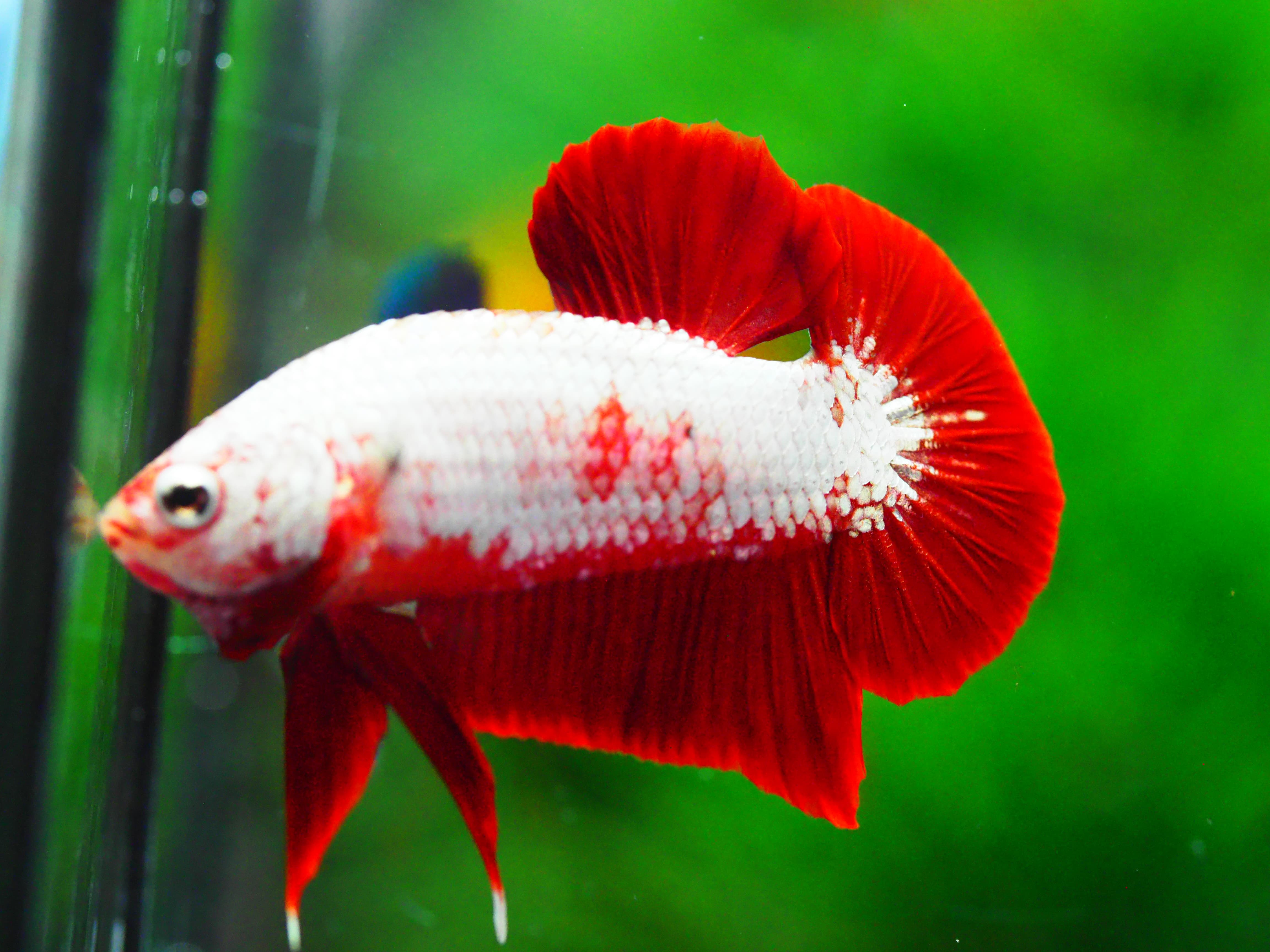 HMPK RGD DRAGON MALE GRADE A +++