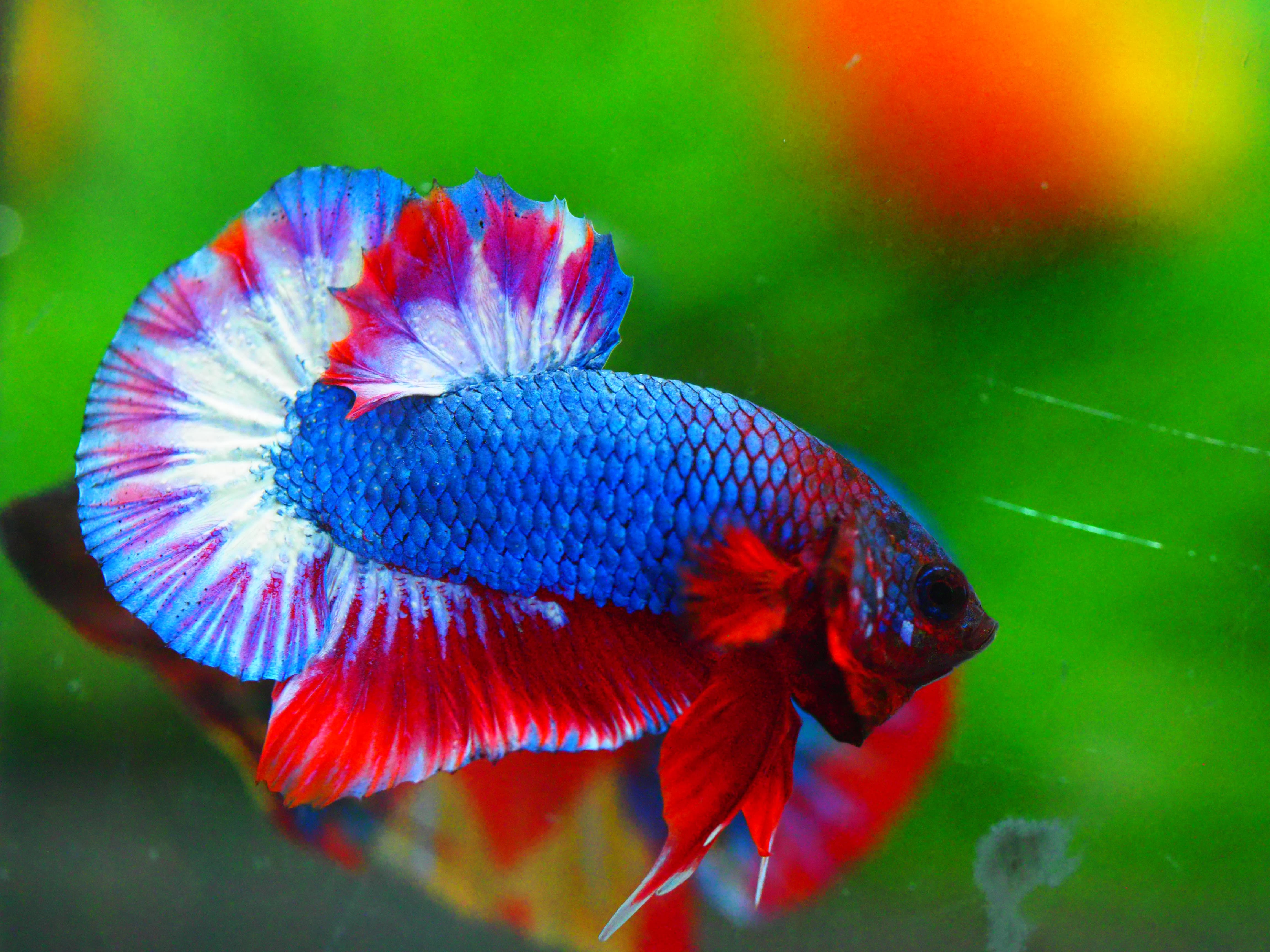 HMPK THAILAND MALE GRADE A +++