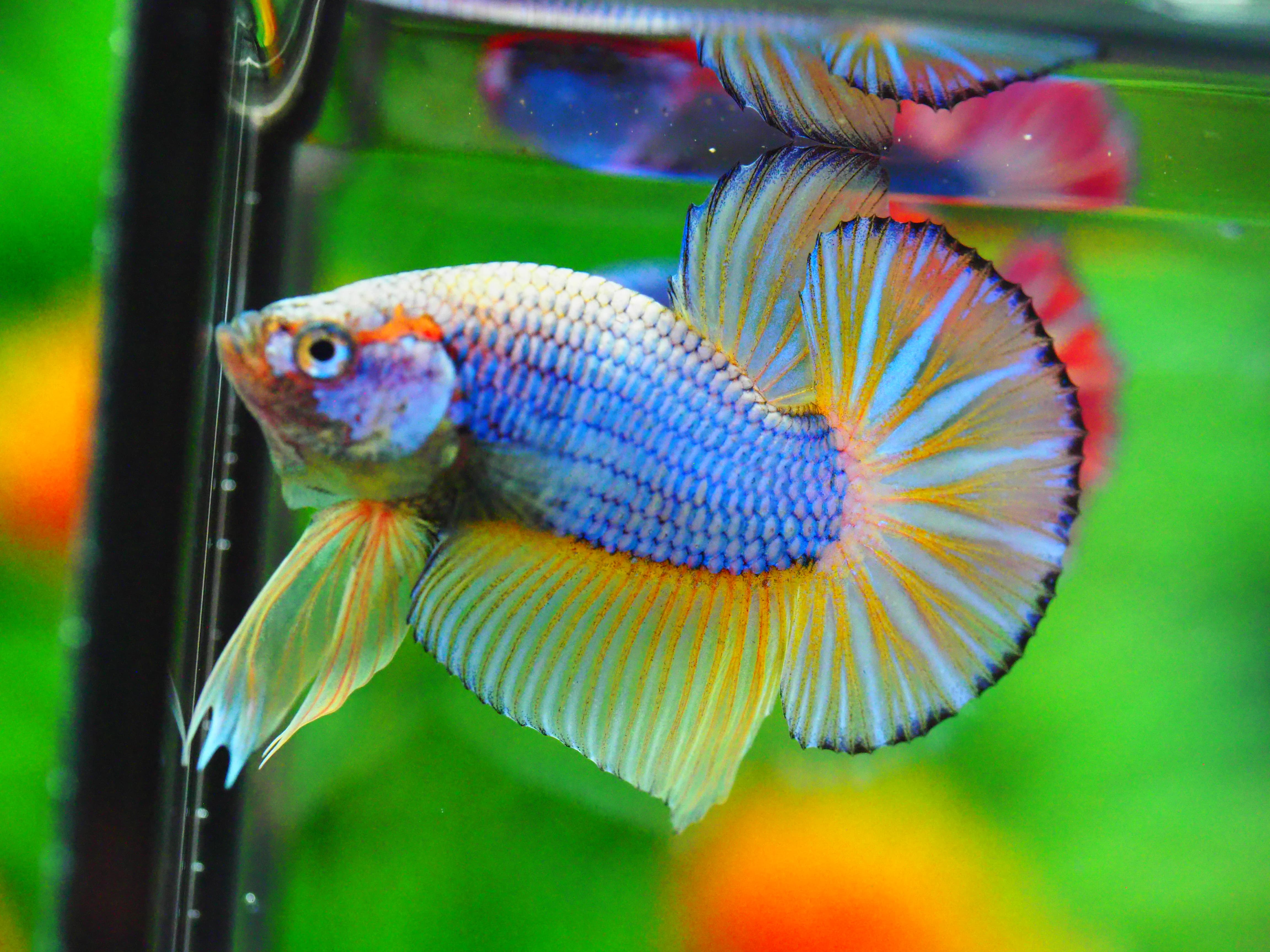 HMPK FANCY MALE GRADE A +++