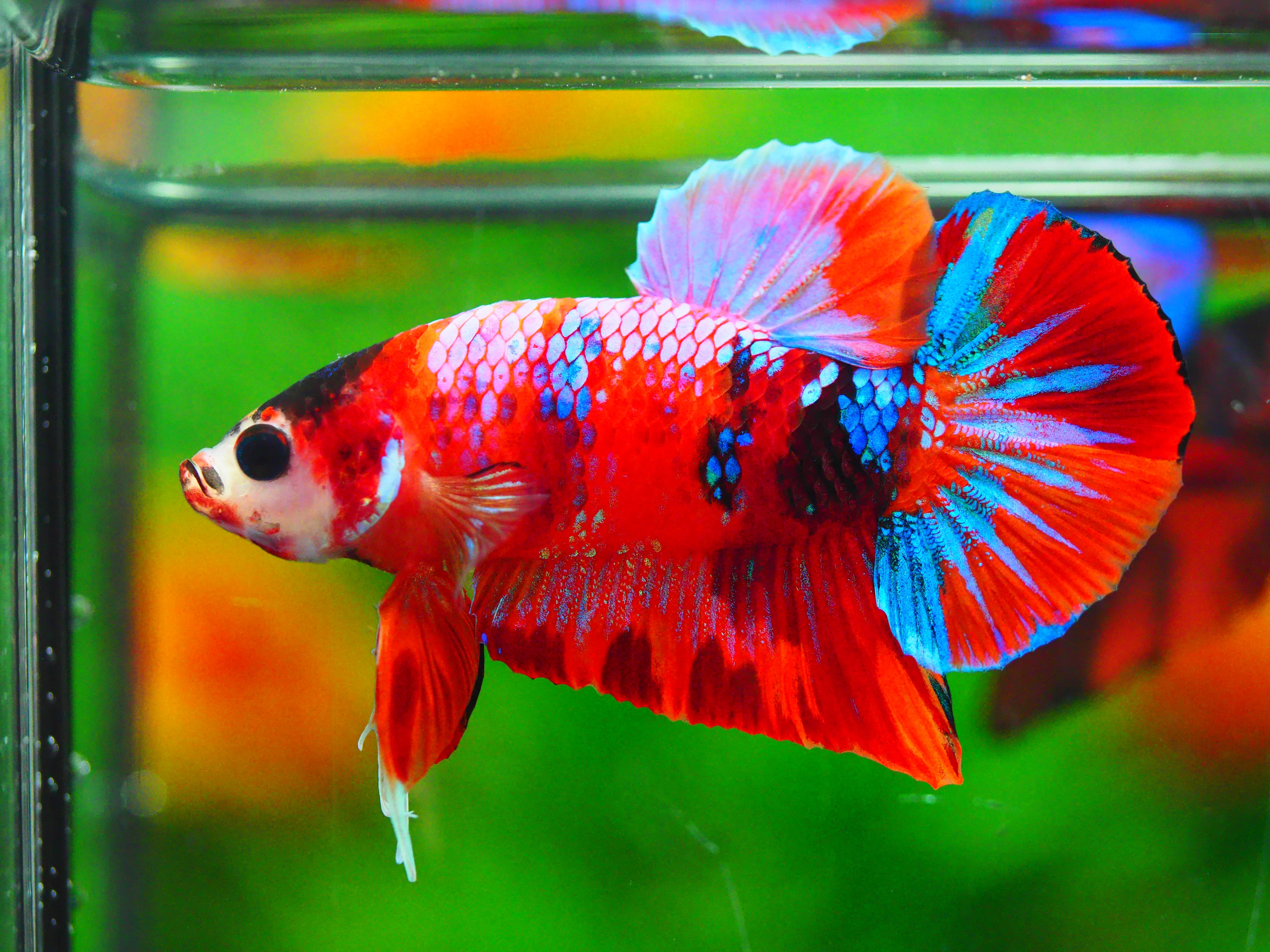 HMPK NEMO GALAXY MALE GRADE A +++