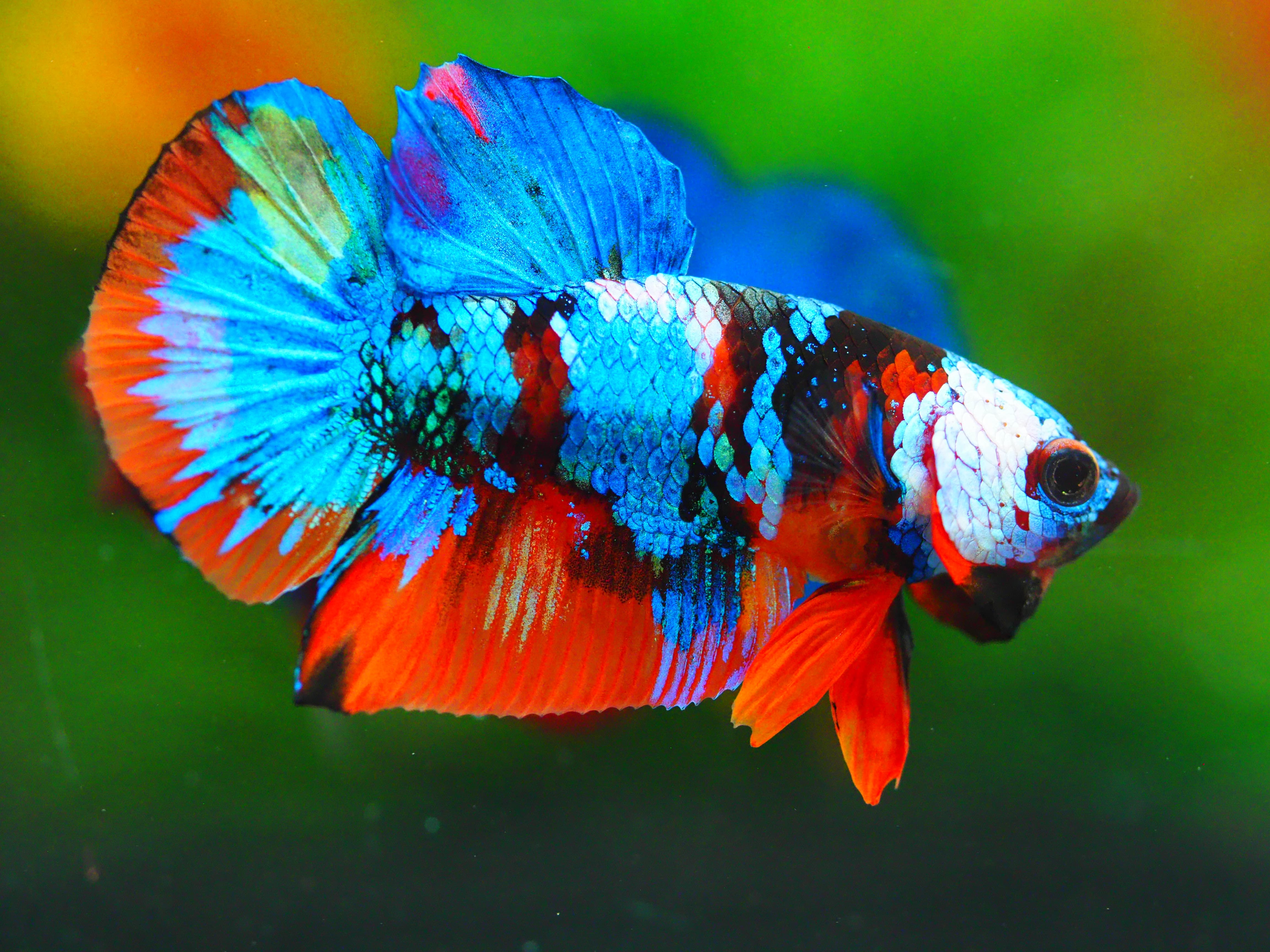 HMPK NEMO GALAXY MALE GRADE A +++