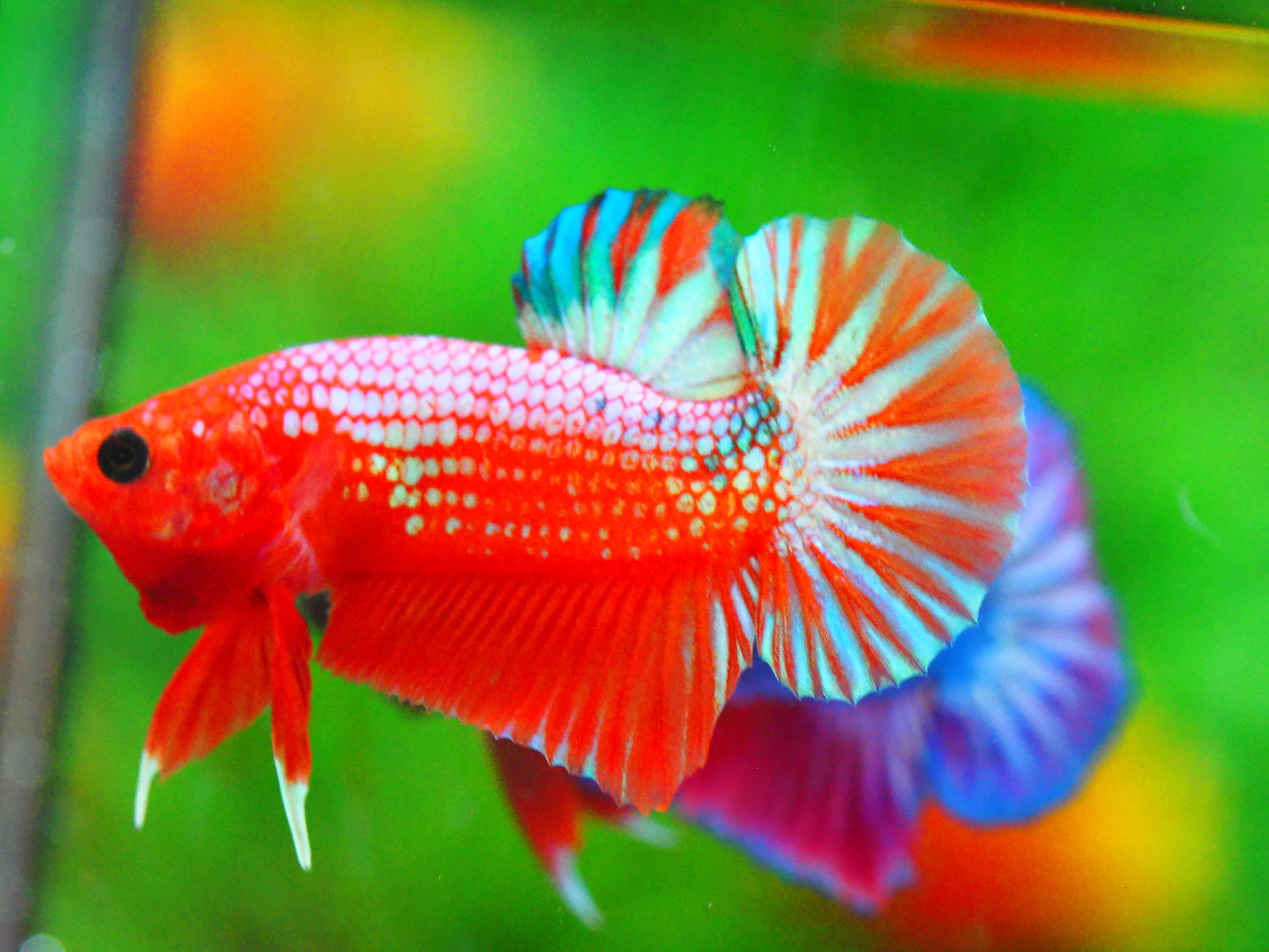 HMPK FANCY MALE GRADE A +++