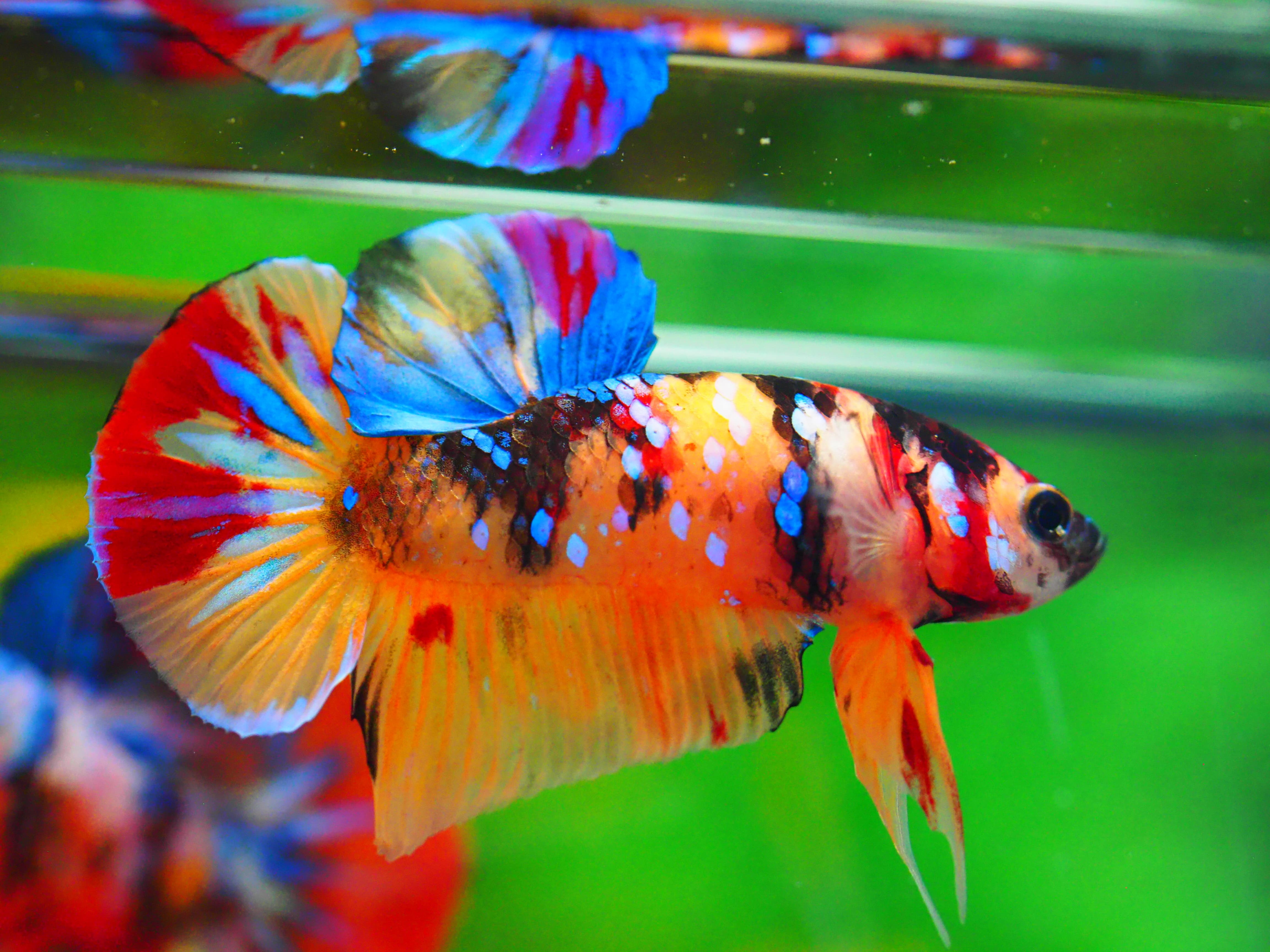 HMPK NEMO GALAXY MALE GRADE A +++