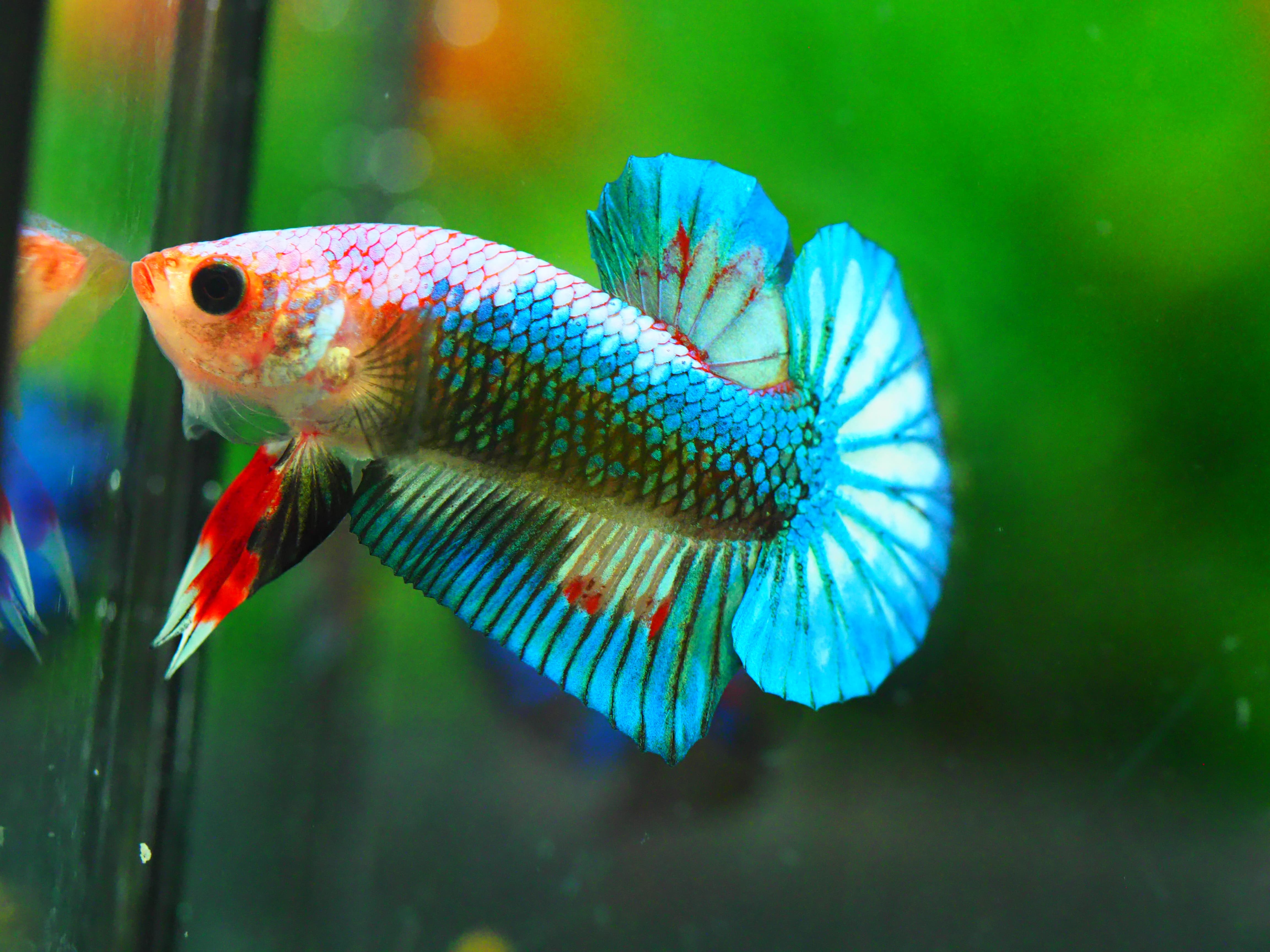 HMPK FANCY MALE GRADE A +++