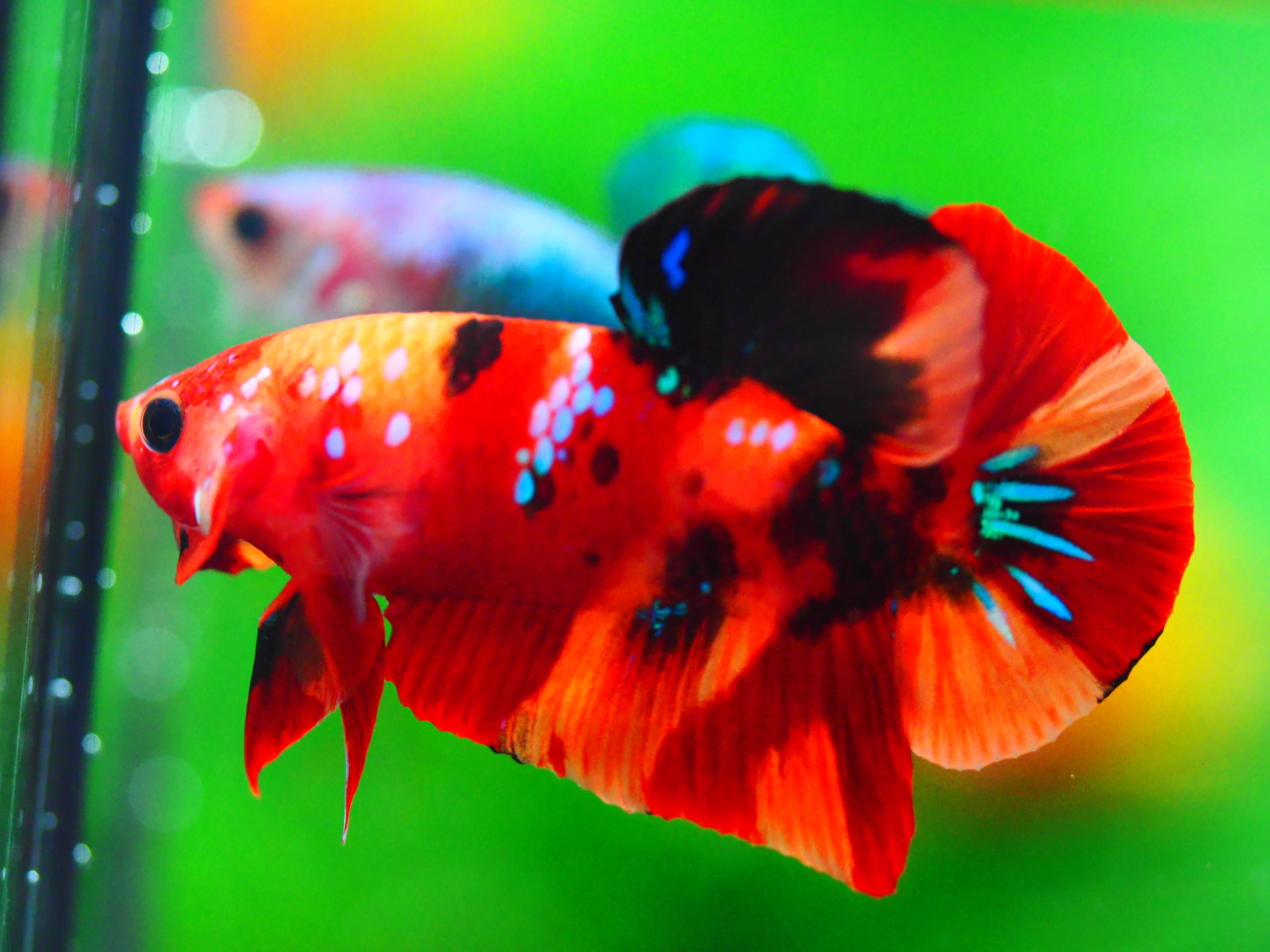 HMPK NEMO GALAXY MALE GRADE A +++