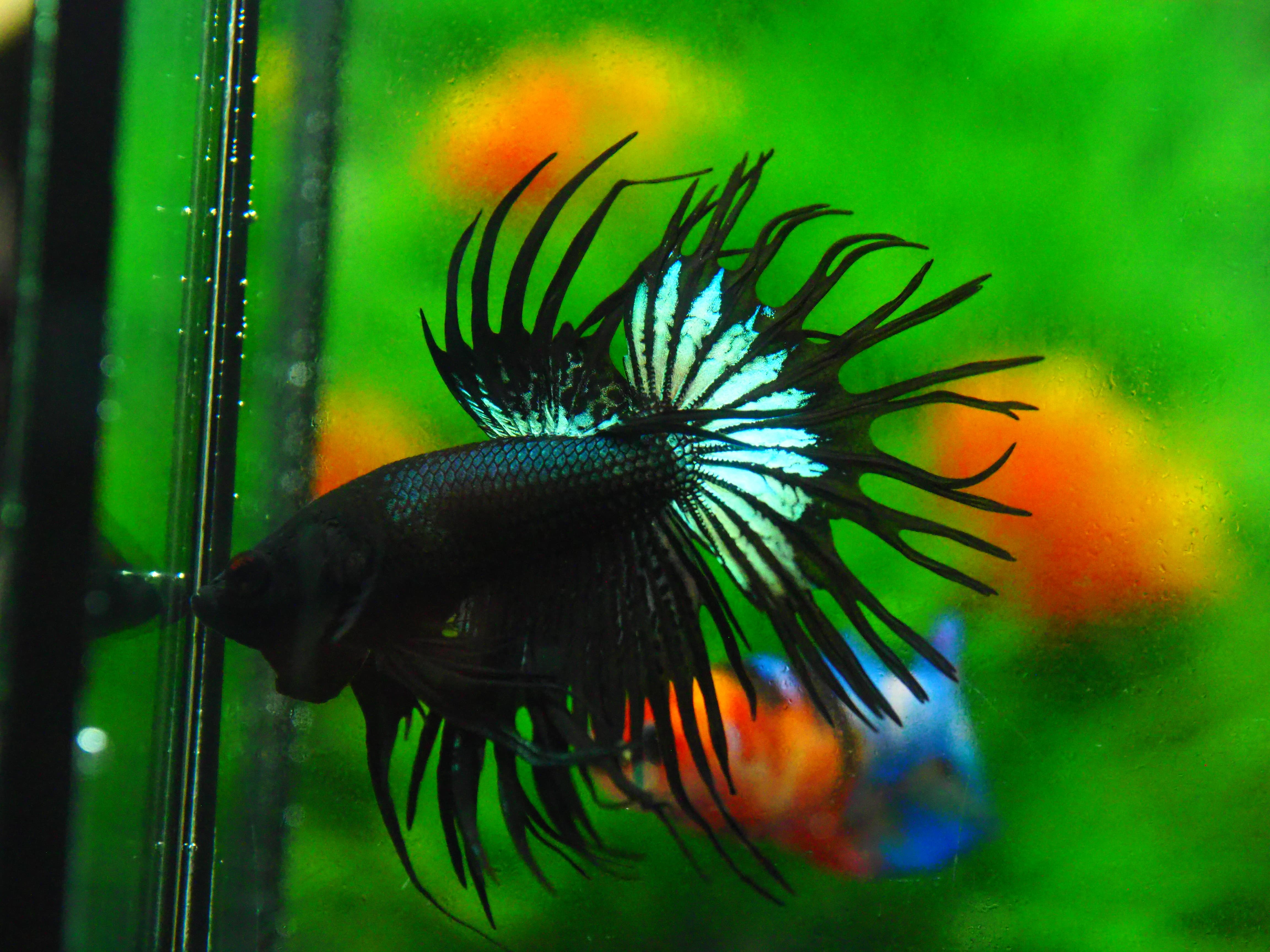 CT BLACK MALE GRADE A +++