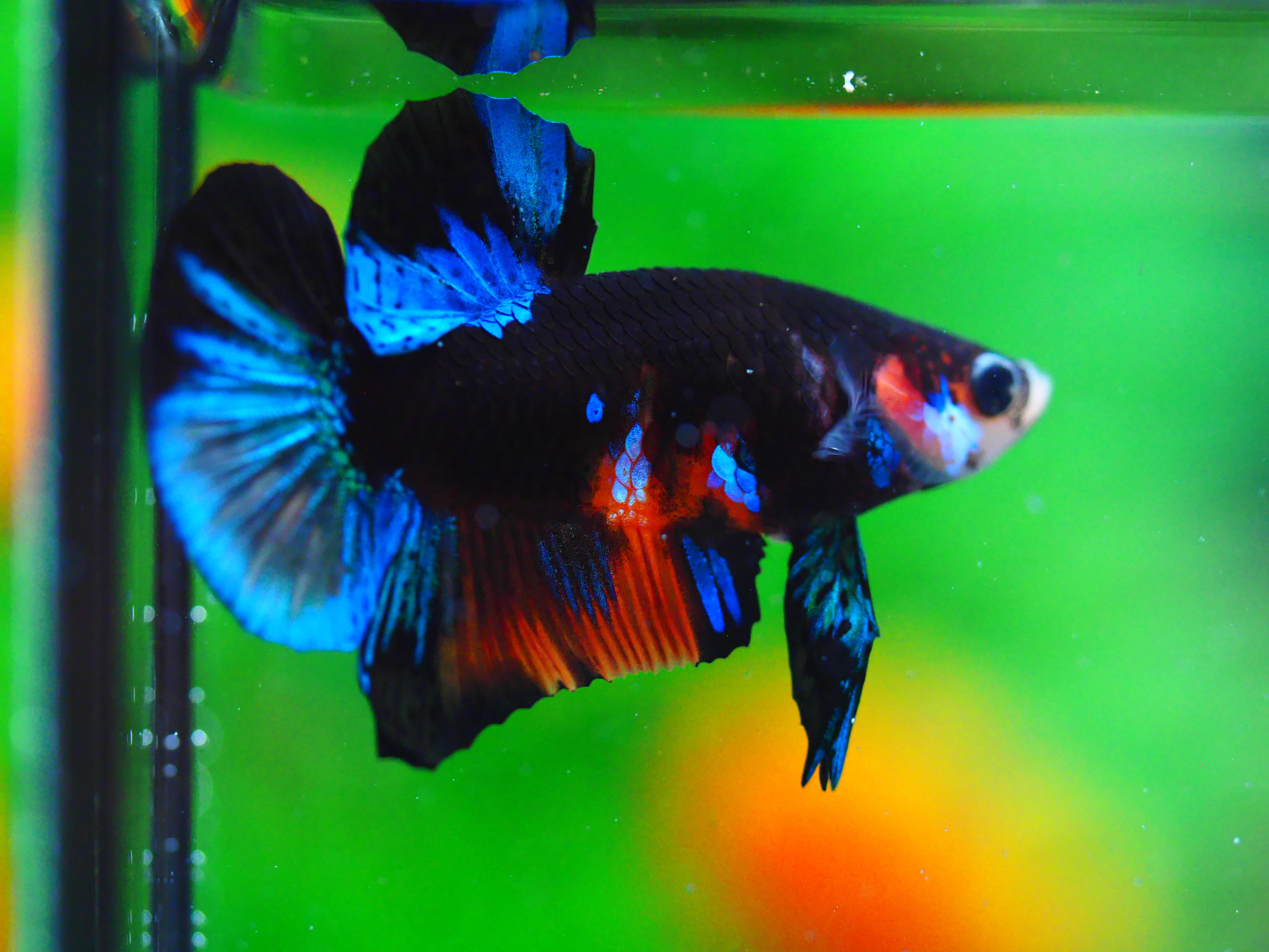 HMPK KOI GALAXY MALE GRADE A +++