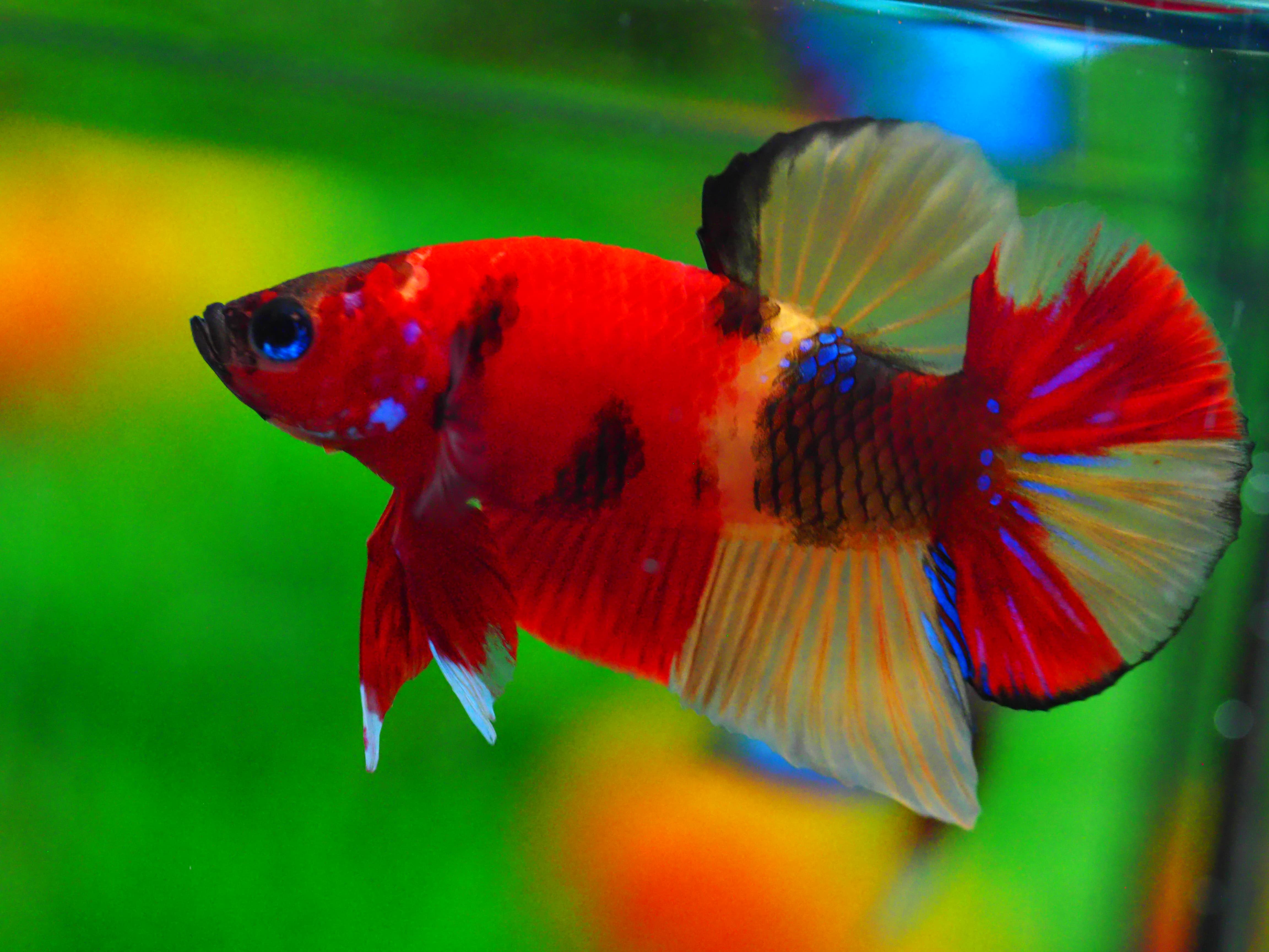 HMPK NEMO MALE GRADE A +++