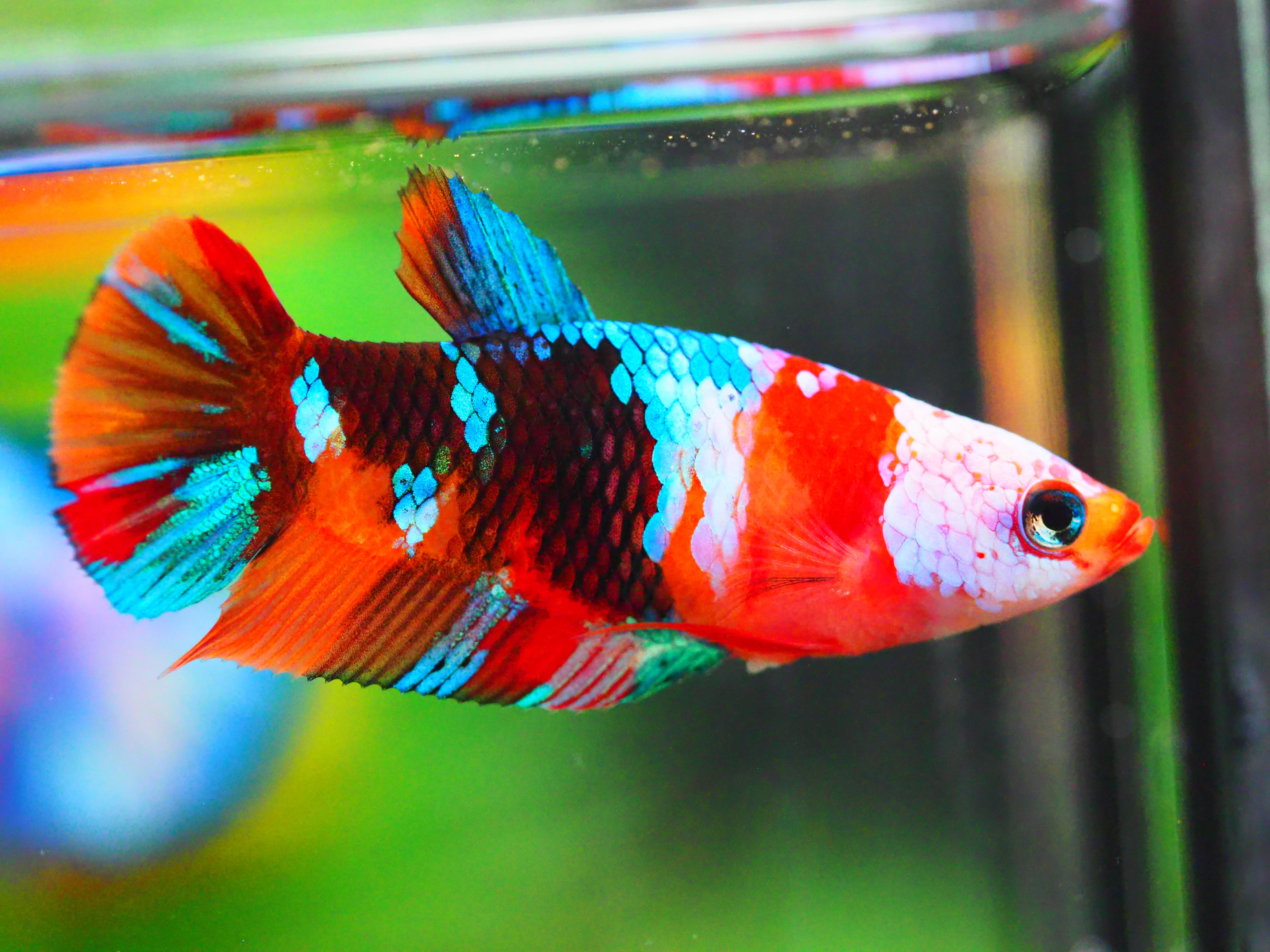 HMPK NEMO GALAXY FNMALE GRADE A +++