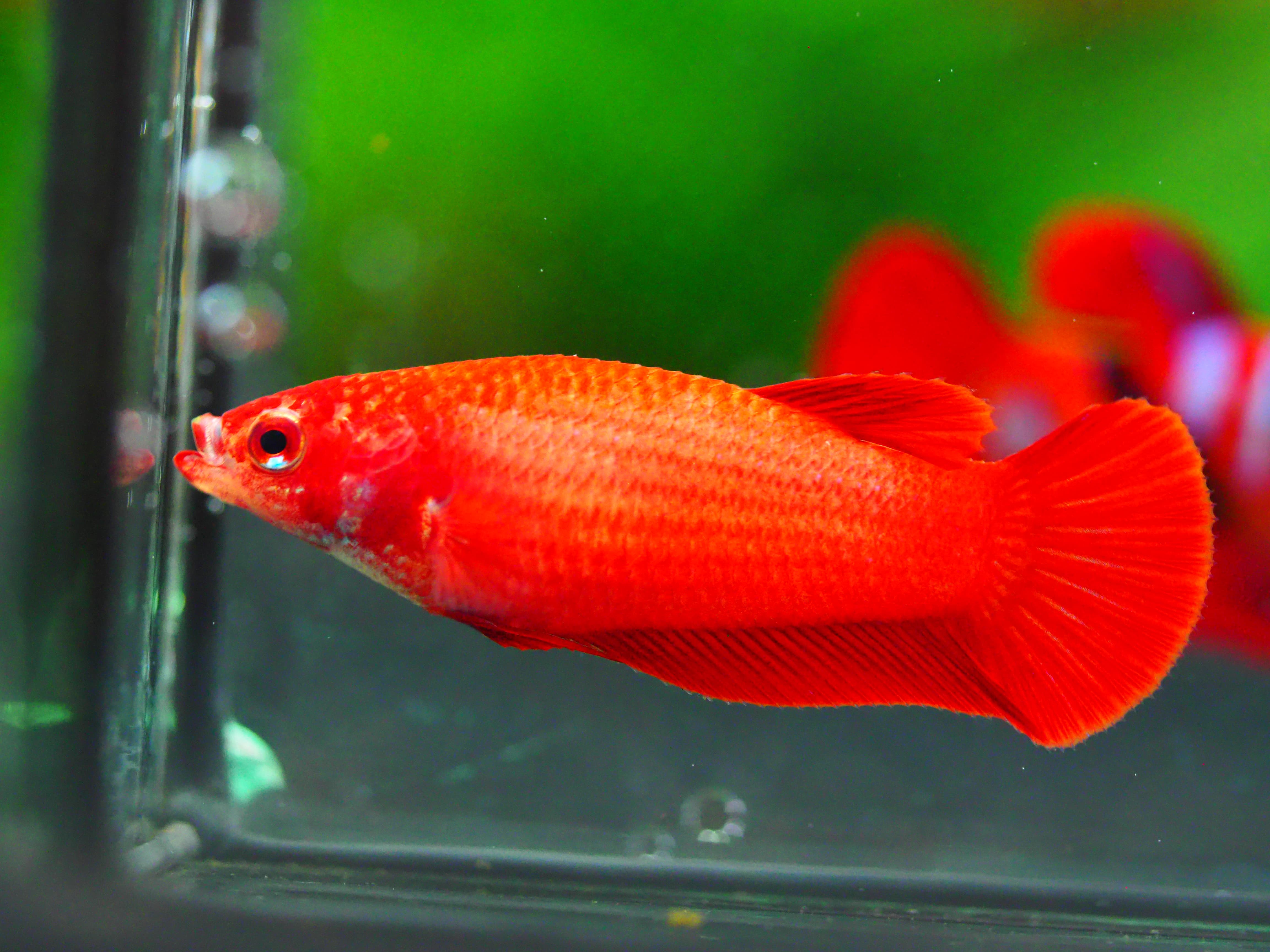 HMPK RED FNMALE GRADE A +++