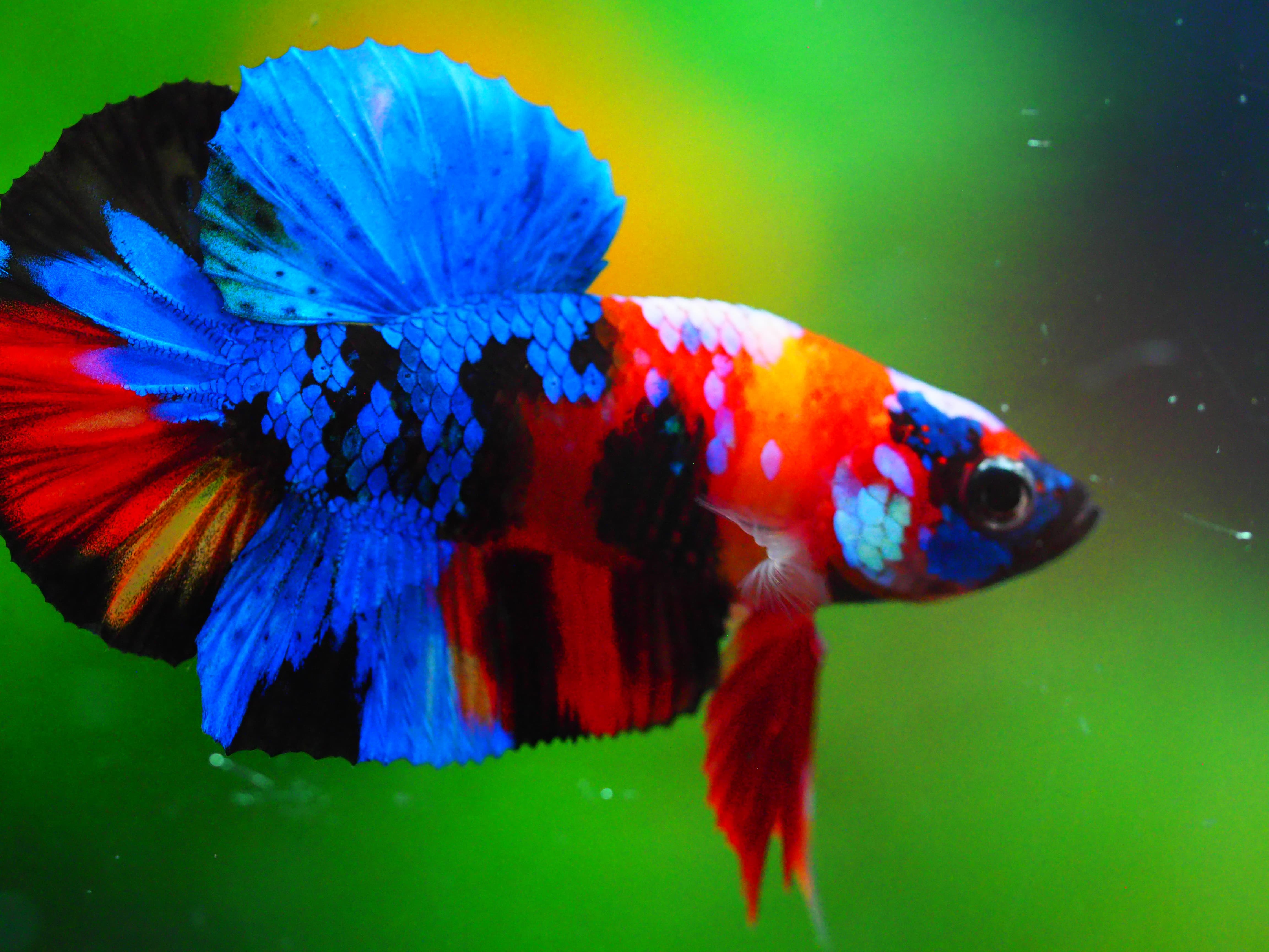 HMPK KIO GALAXY MALE GRADE A +++