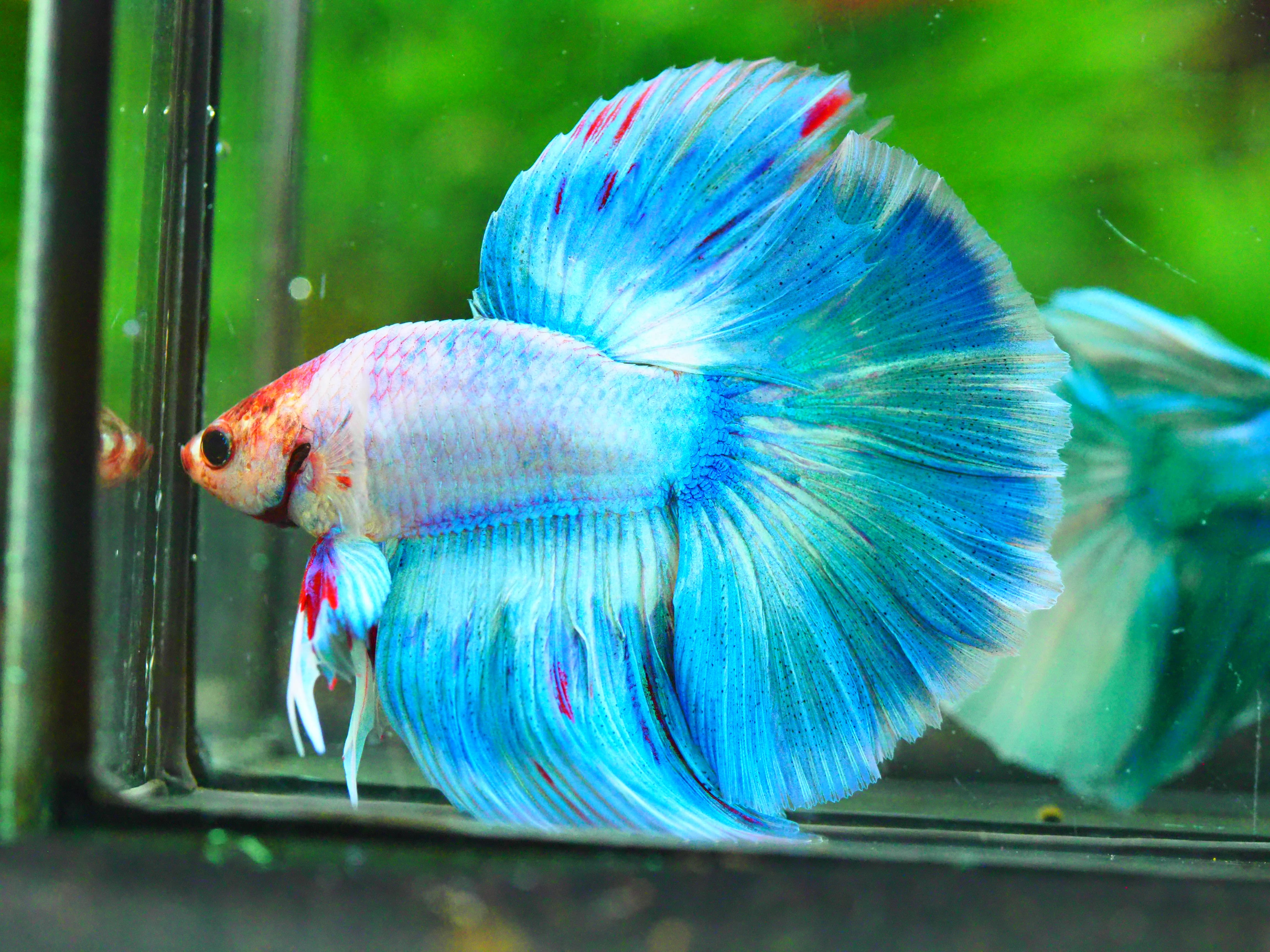 HM FANCY MALE GRADE A +++