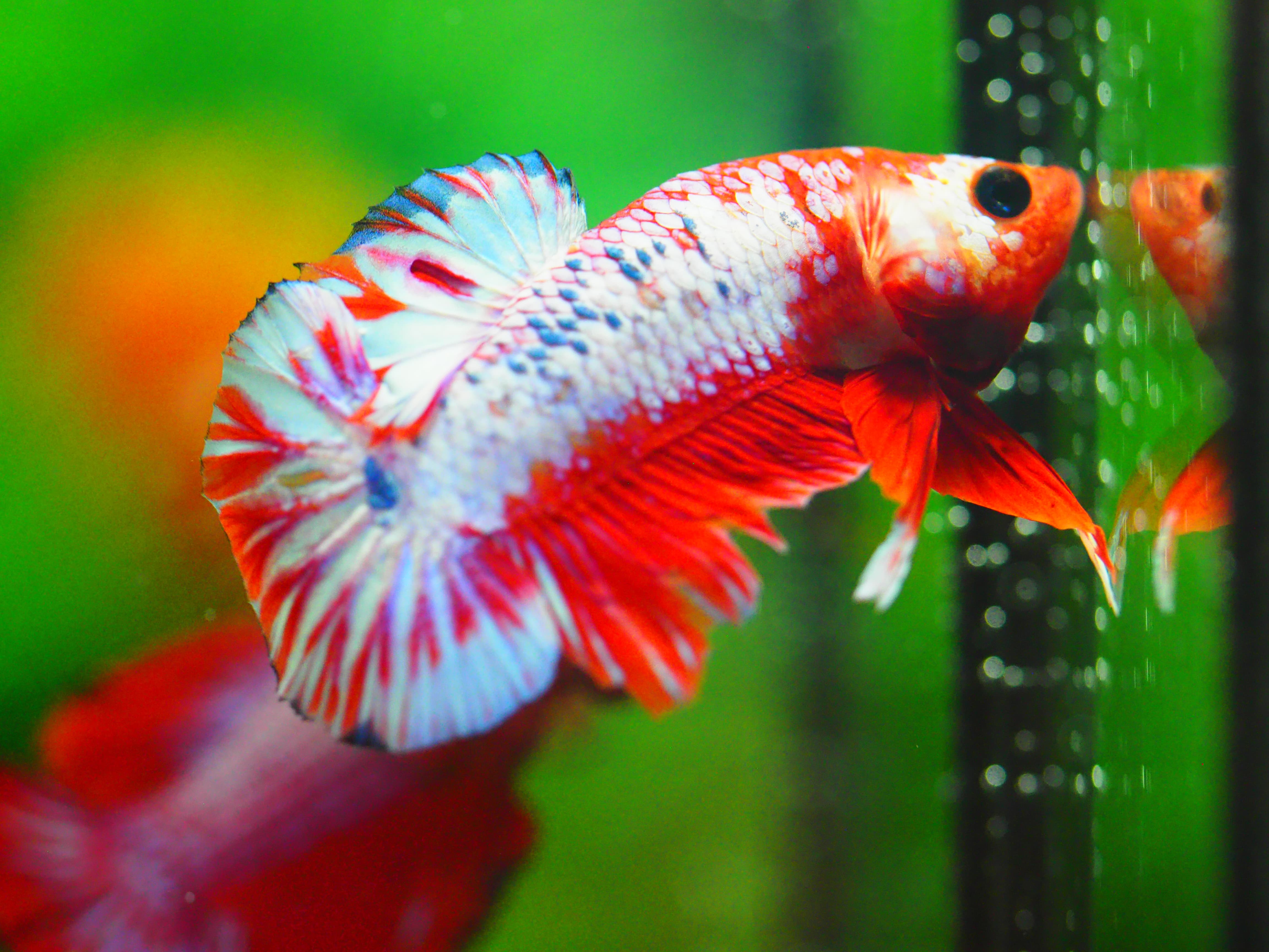 HMPK FANCY MALE GRADE A +++