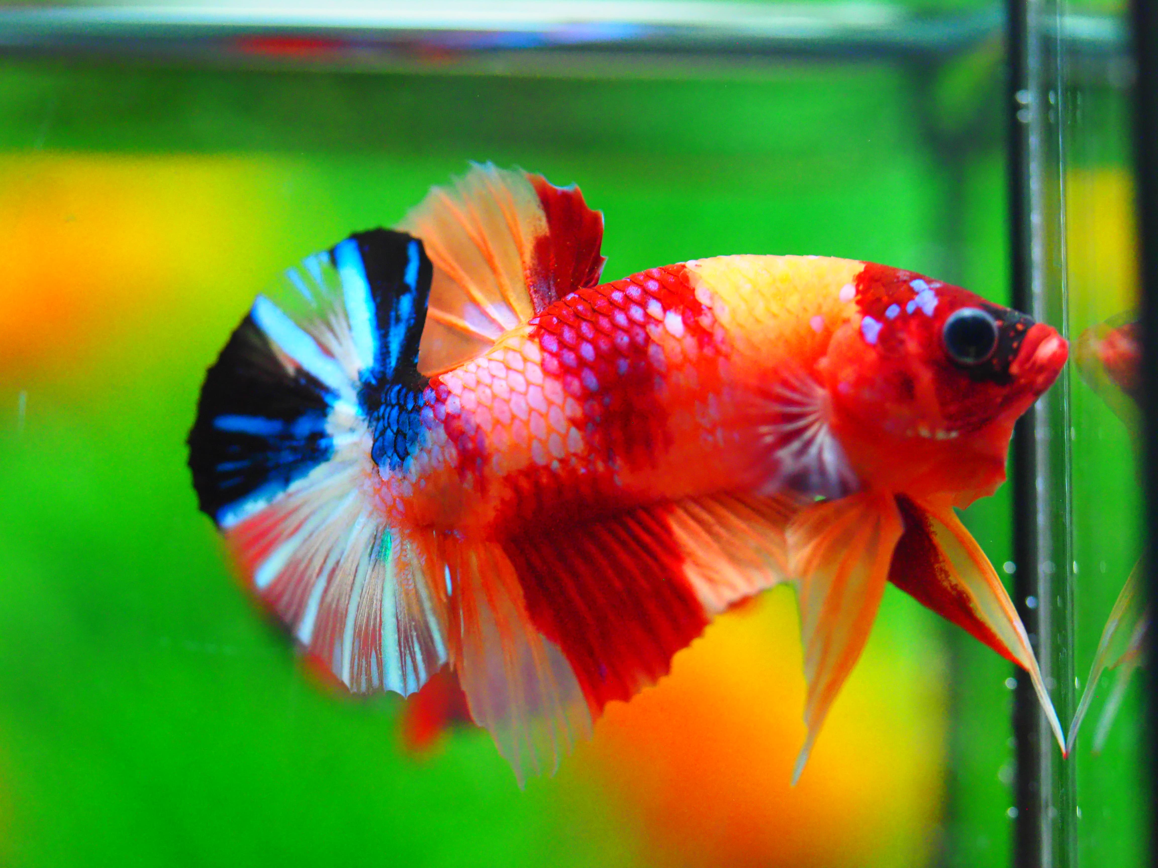 HMPK NEMO GALAXY MALE GRADE A +++