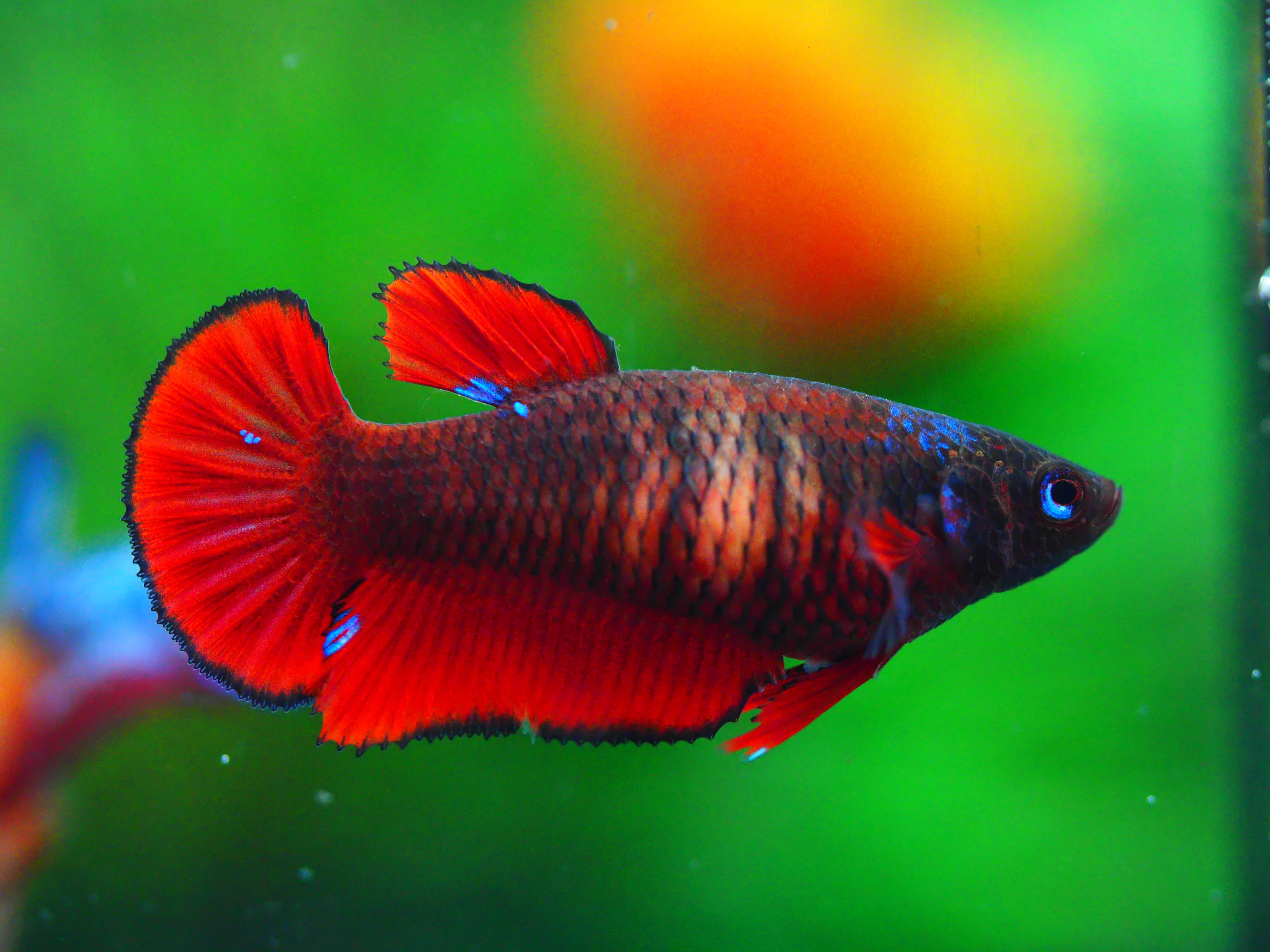 HMPK FANCY FEMALE GRADE A +++