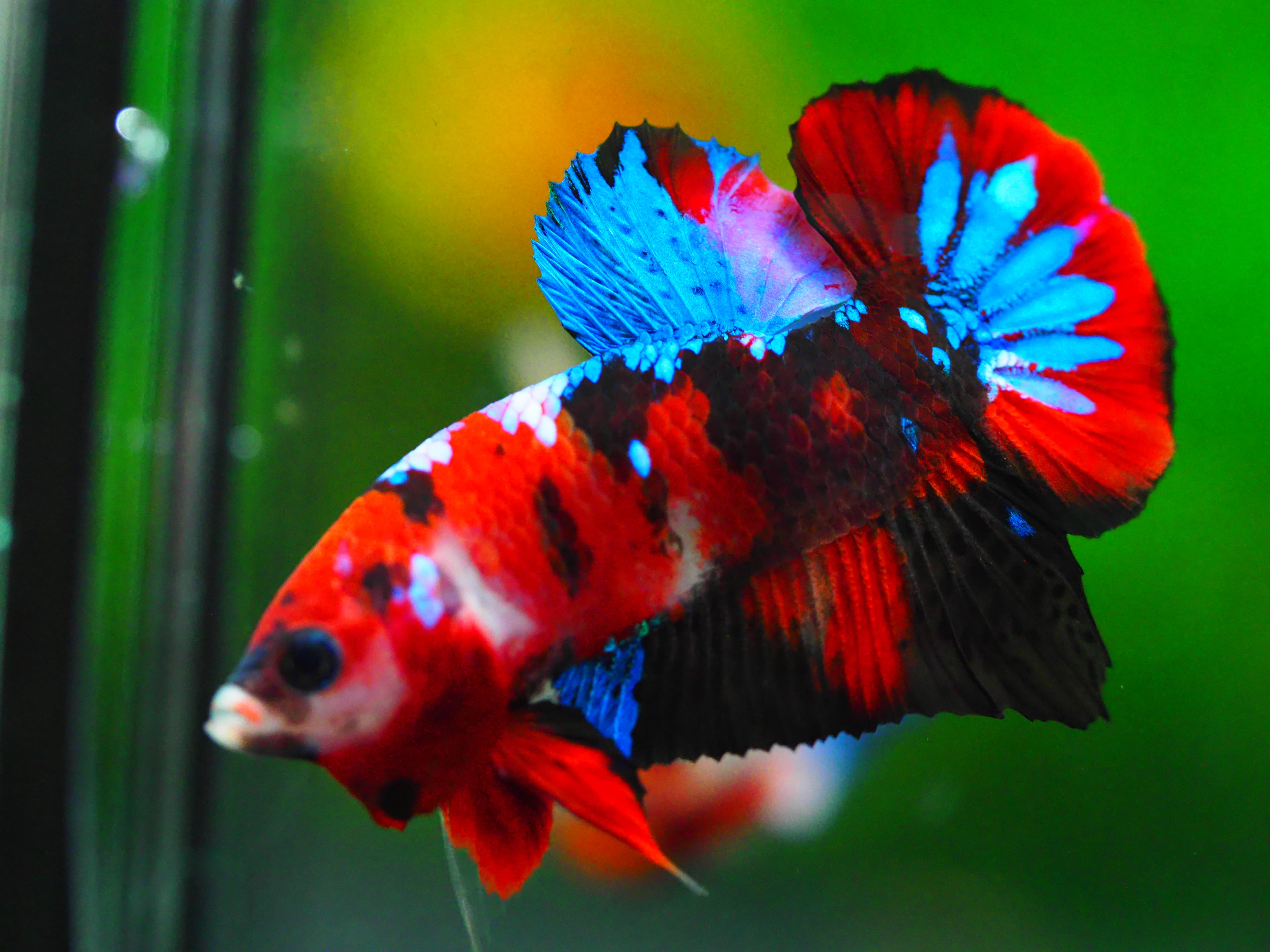 HMPK KOI GALAXY MALE GRADE A +++