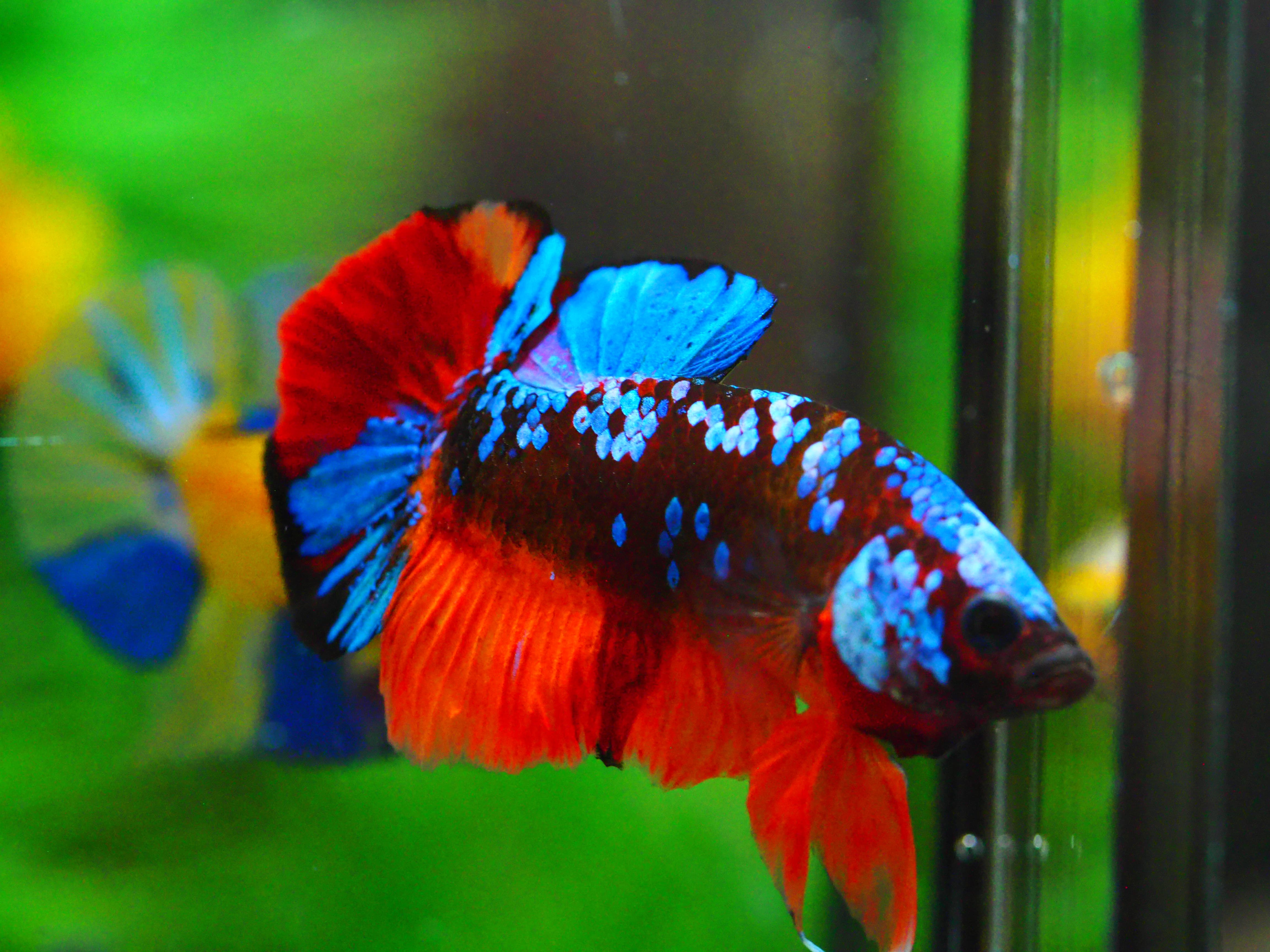 HMPK KOI GALAXY MALE GRADE A +++