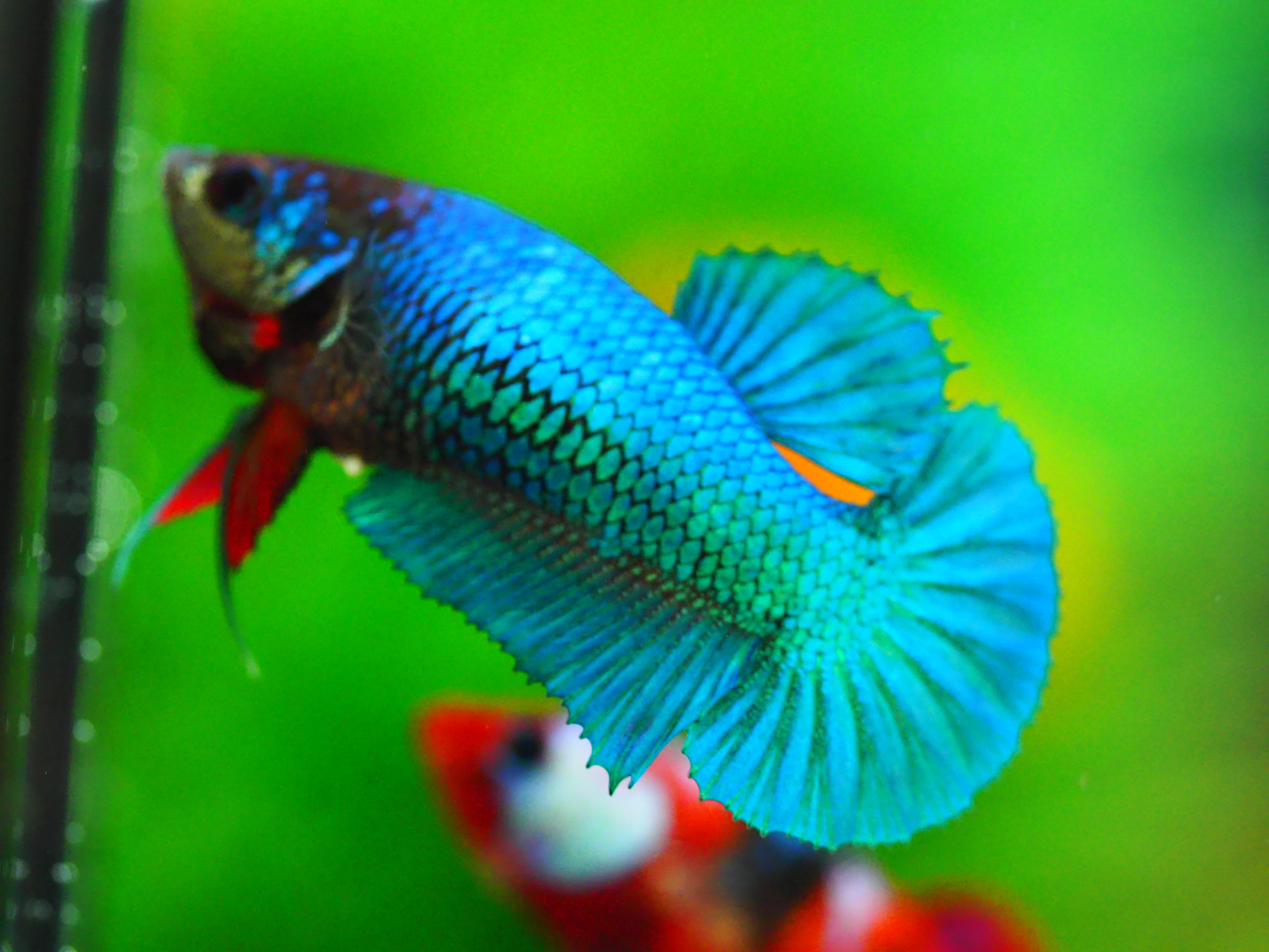 HMPK KOI FANCY FNMALE GRADE A +++