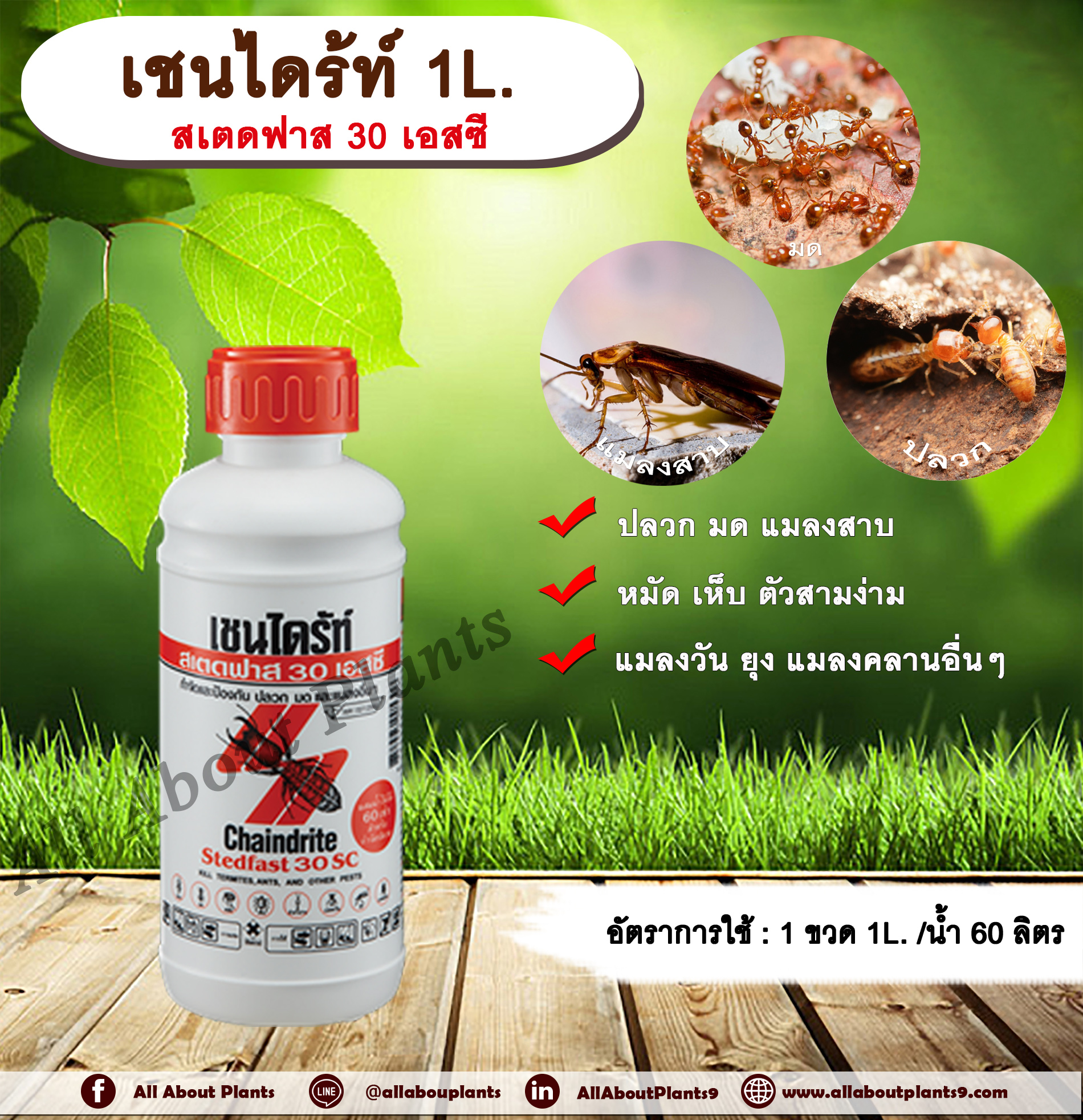 เชนไดร้ท์ 1L. สเตดฟาส 30 เอสซี ไบเฟนทริน กำจัดปลวก มด แมลงสาบ หมัด เห็บ ตัวสามง่าม แมลงวัน ยุง แมลงคลานอื่นๆ allaboutplants ชิ้น