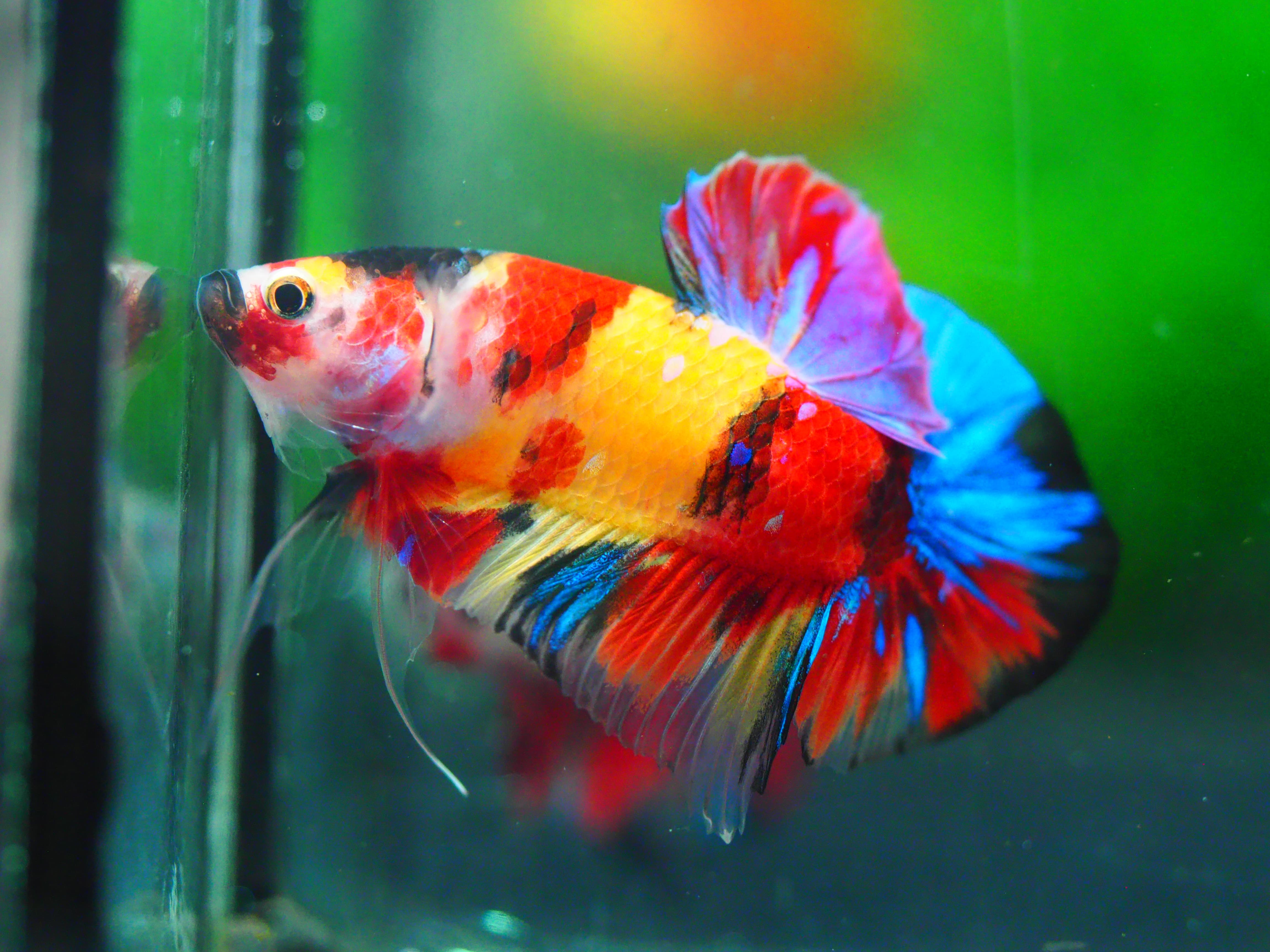 HMPK NEMO GALAXY MALE GRADE A +++