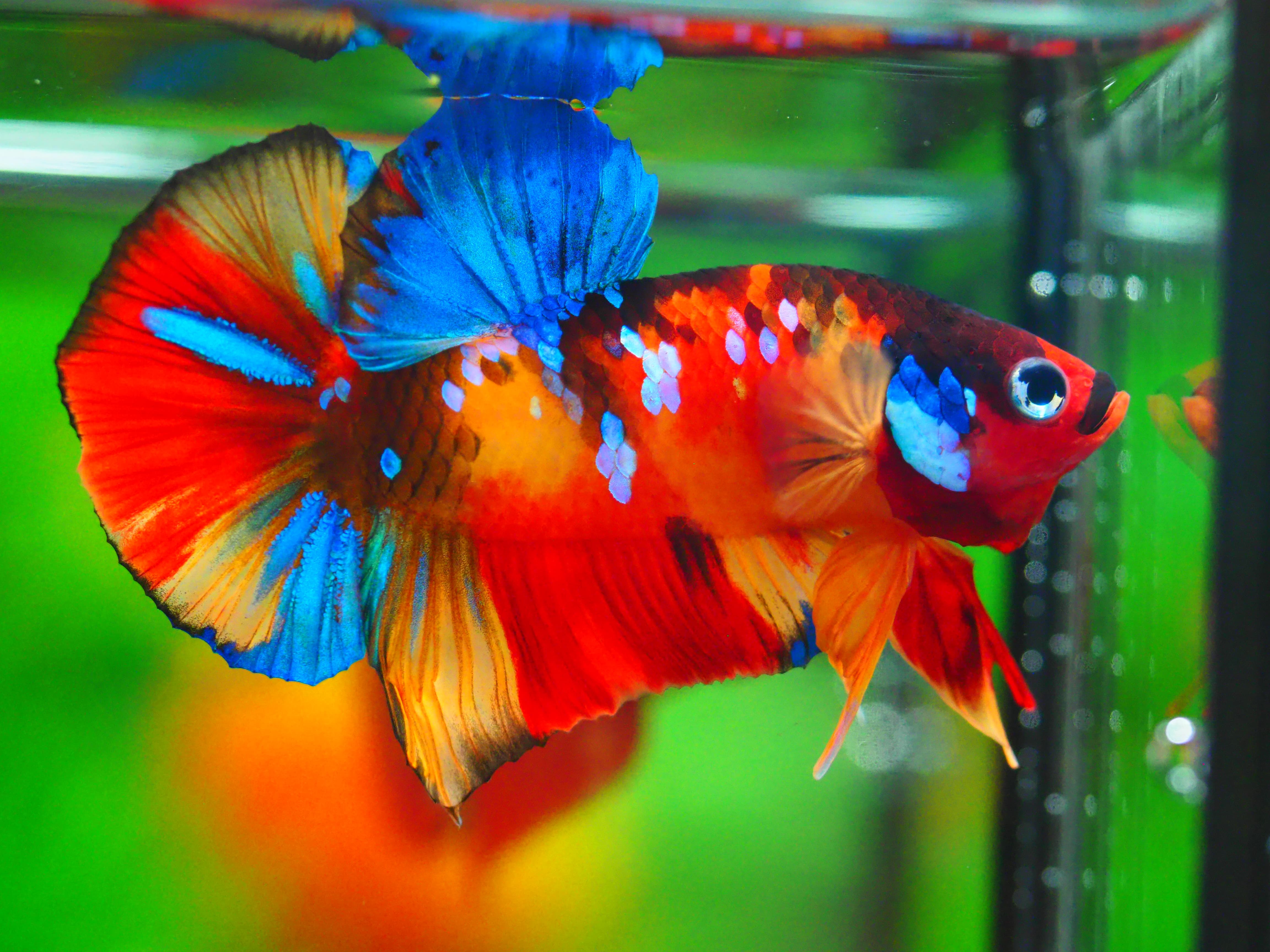 HMPK NEMO GALAXY MALE GRADE A +++